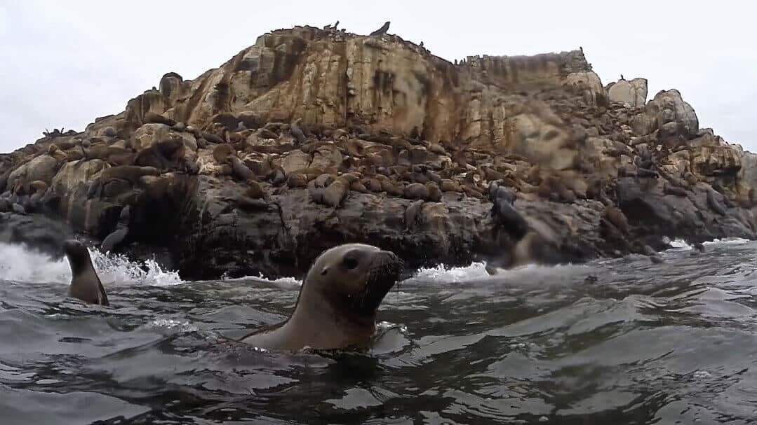 Lima, Callao, otaries