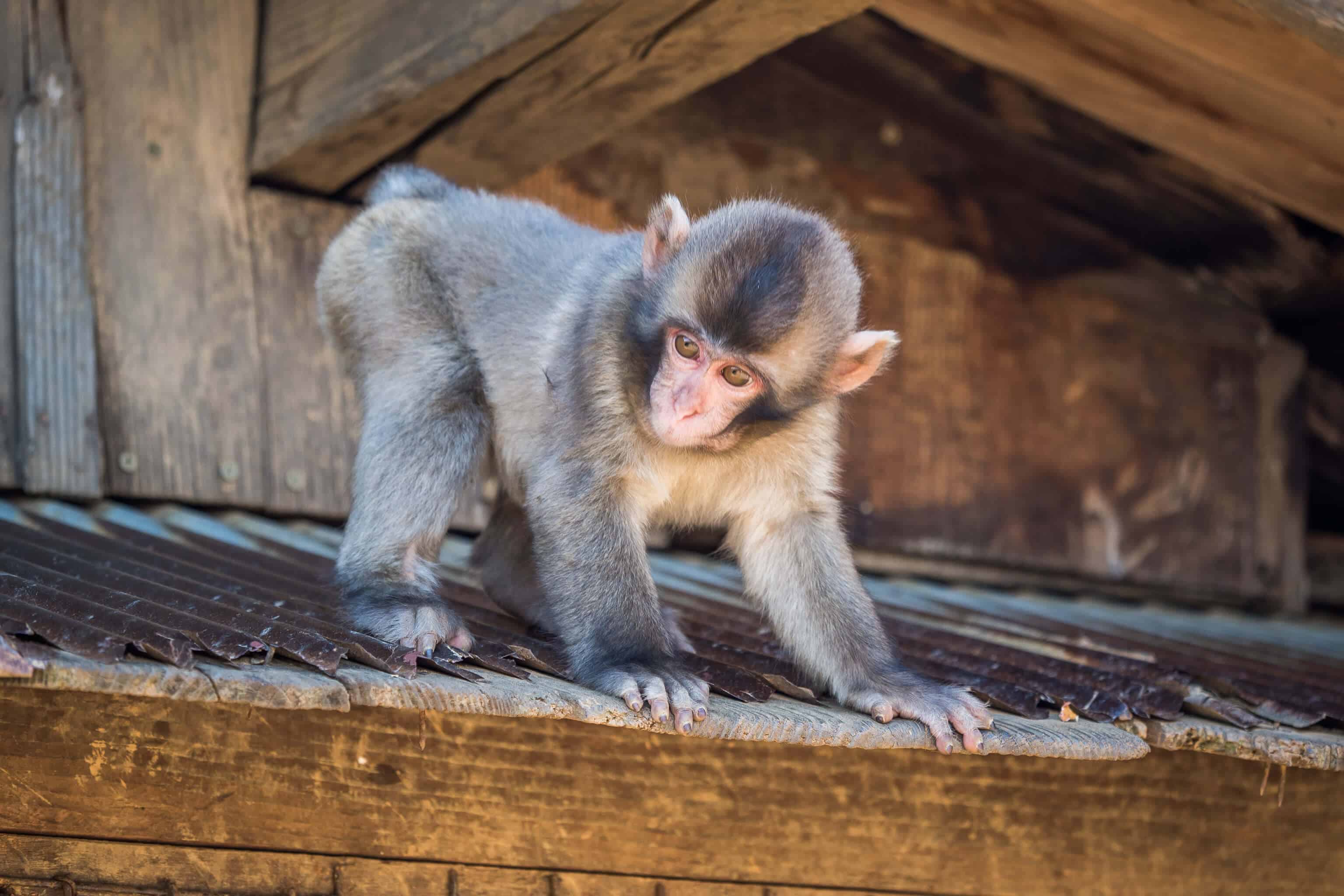 Japon, voyage, Arashiyama, Kyoto, bambou, singe, macaque, Iwatayama