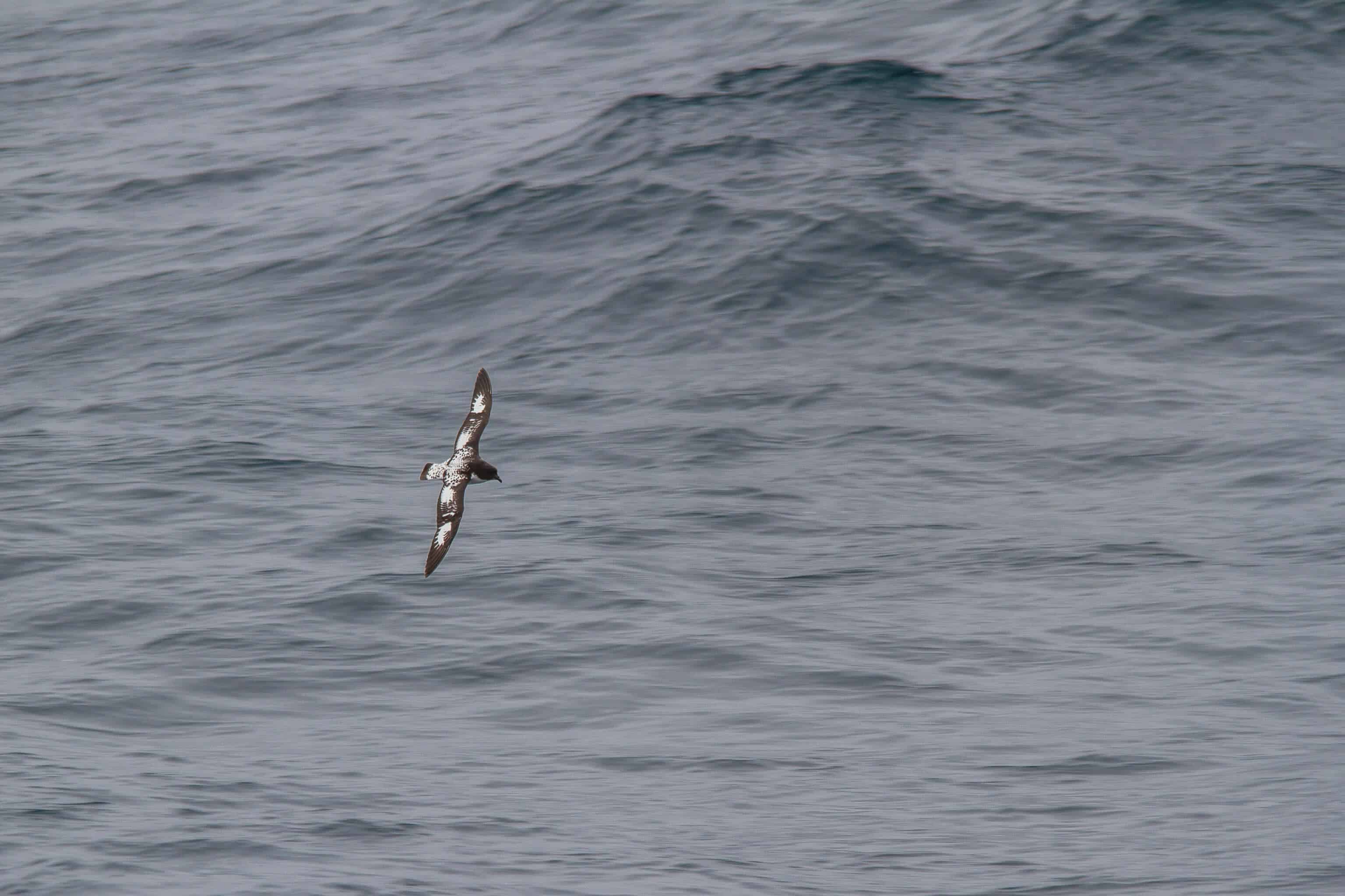 Patagonie, croisière, Antarctique, cap Horn, Drake