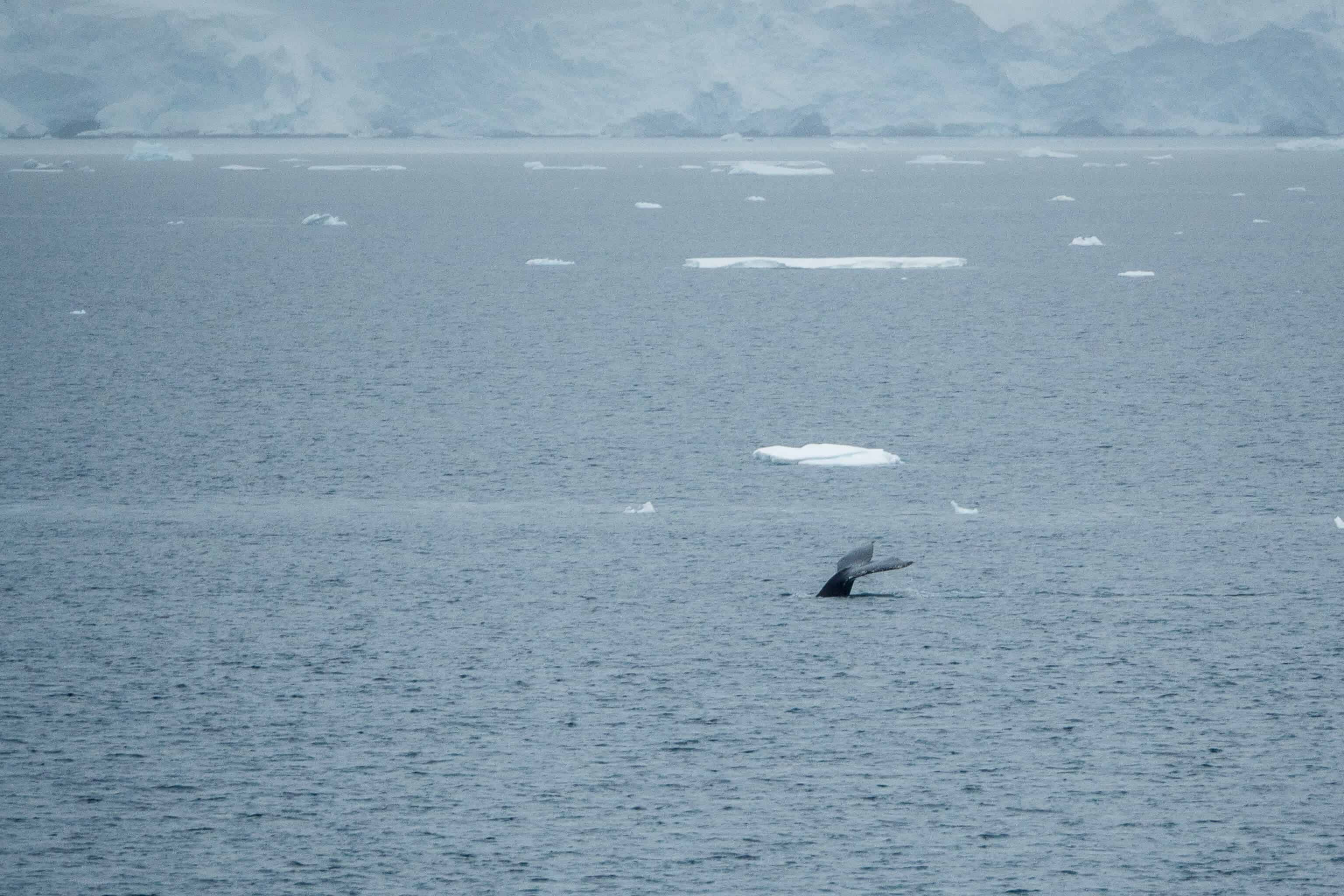 croisière, Antarctique, baleine