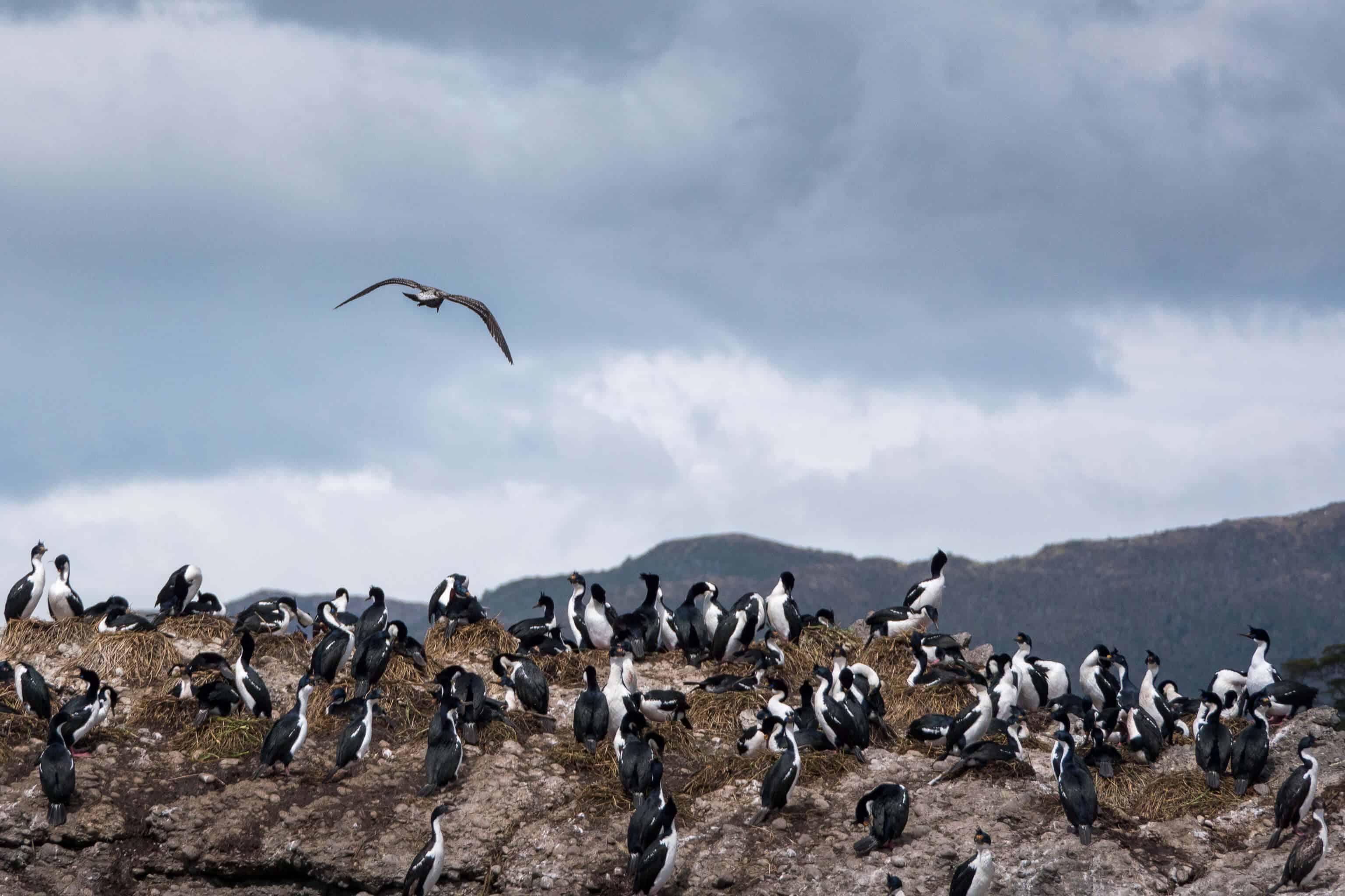 croisière, Antarctique, photo, Pôle Sud, Patagonie