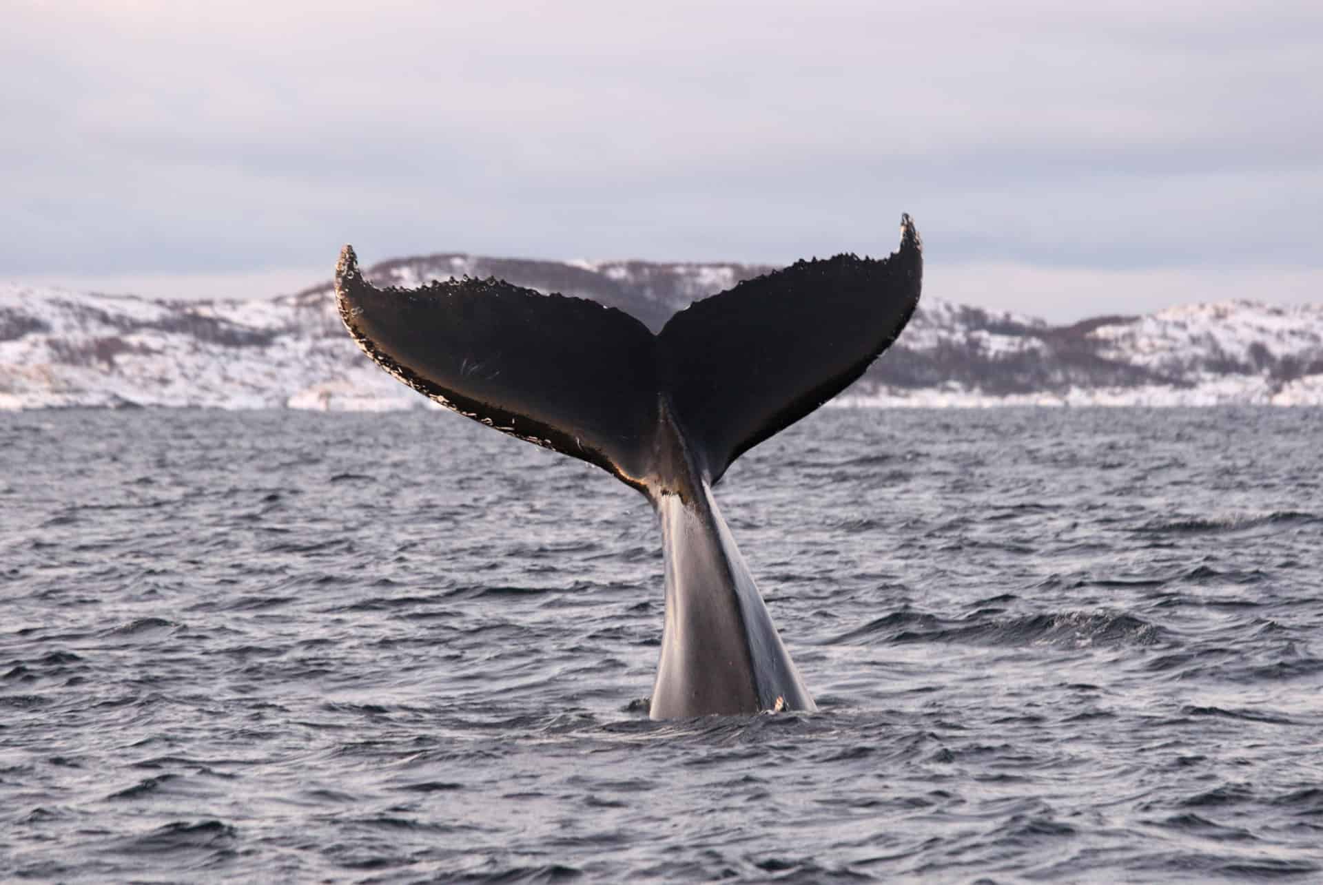 Observation des baleines en catamaran hybride-électrique
