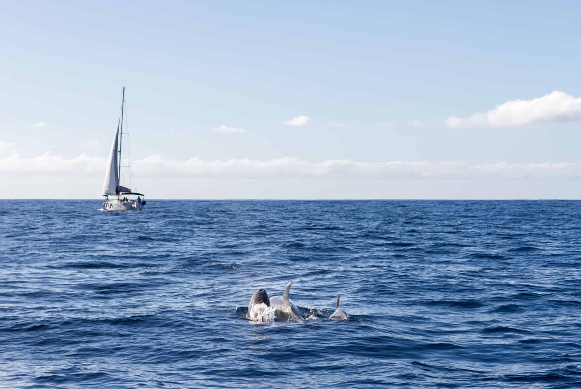 Croisière d'observation des dauphins et baleines