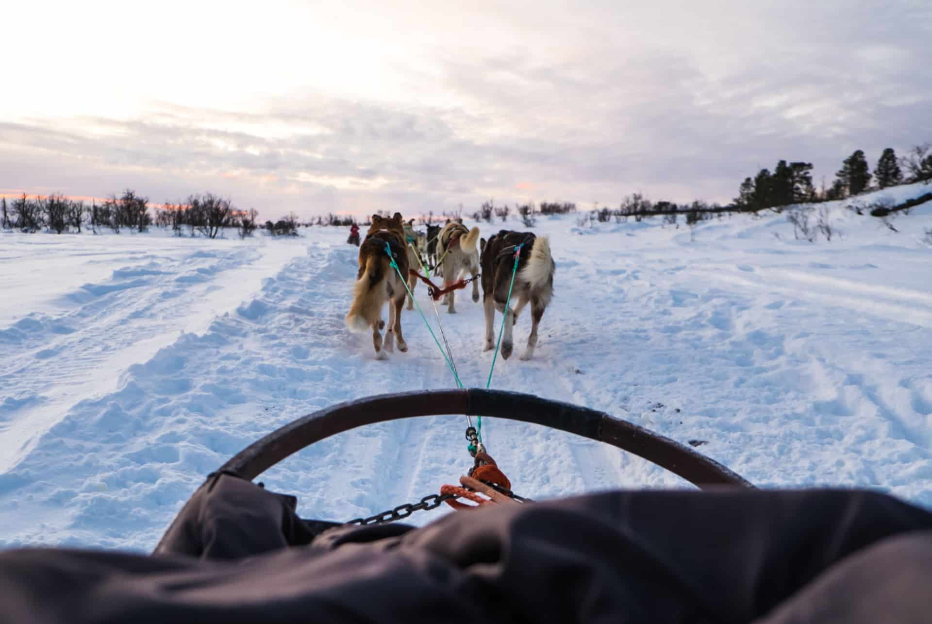 Randonnée en chiens de traîneau à Abisko