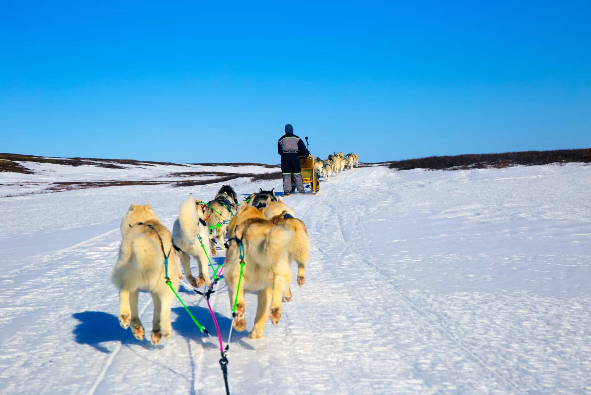 Excursion en chien de traîneau