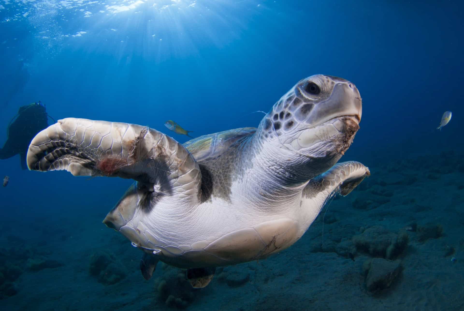 tortues tenerife