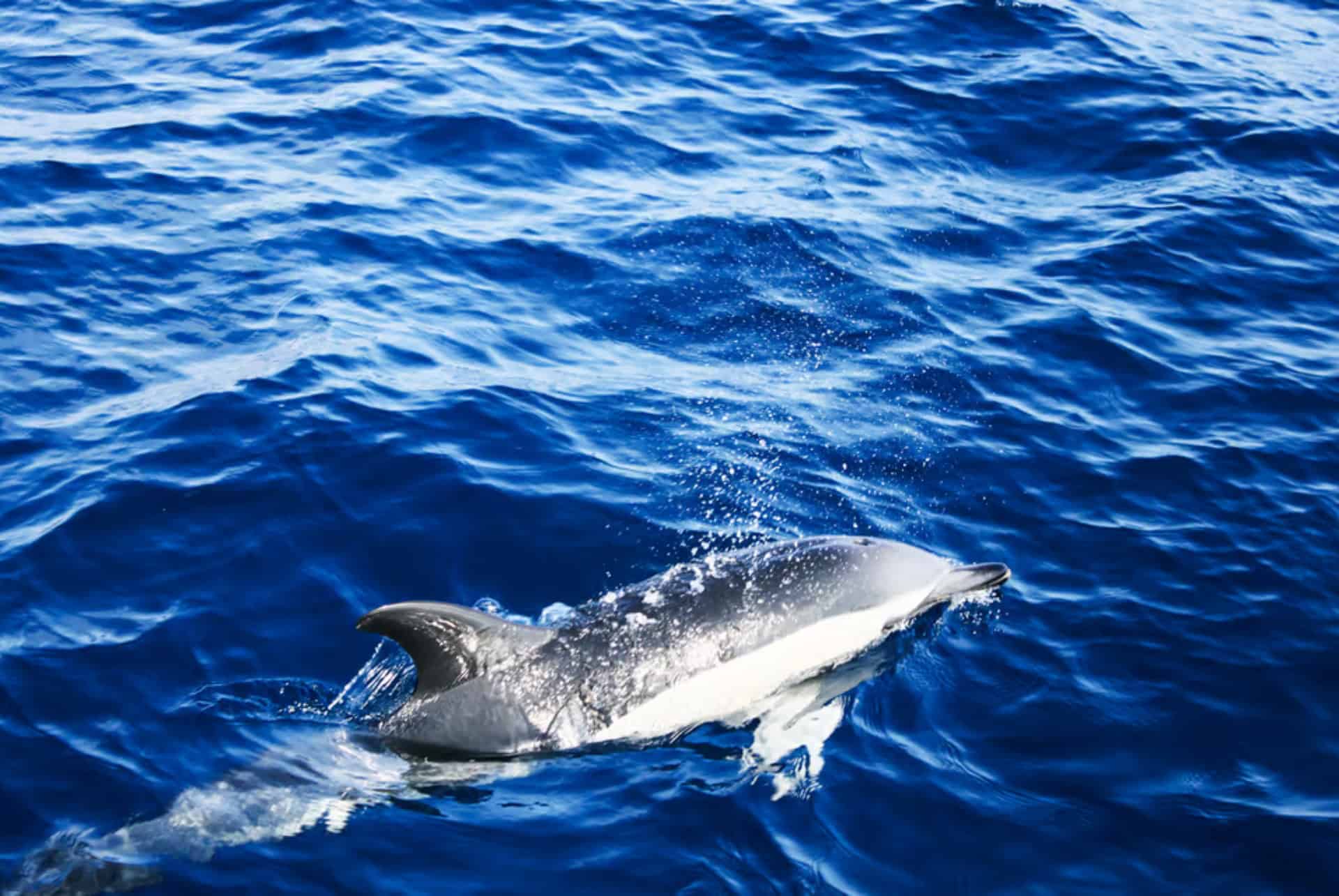 dauphin lanzarote