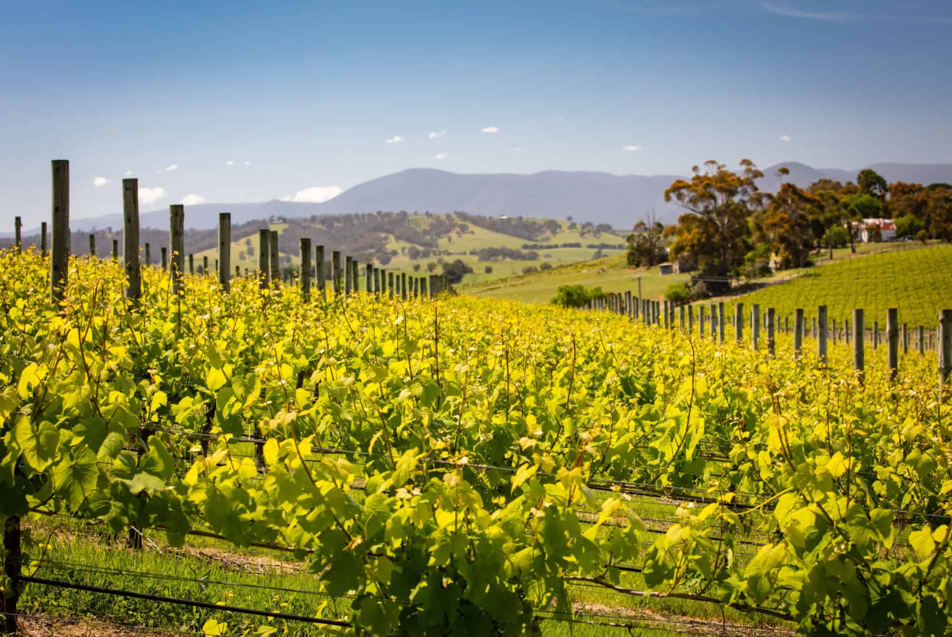 yarra valley