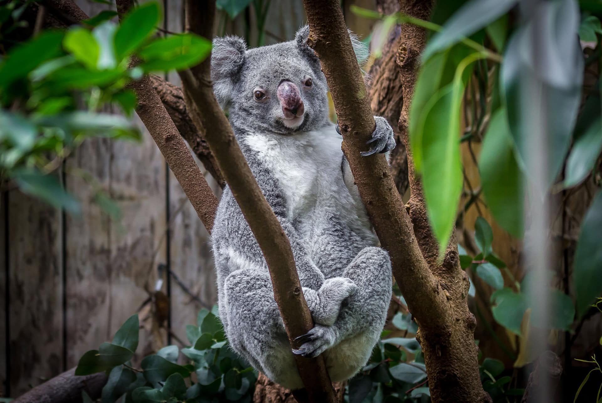 que faire a cologne visite du zoo