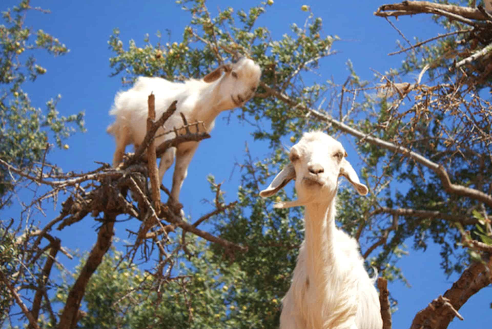 chevres grimpeuses a agadir