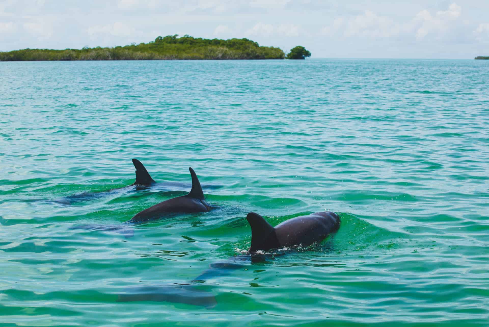 dauphins sian kaan mexique