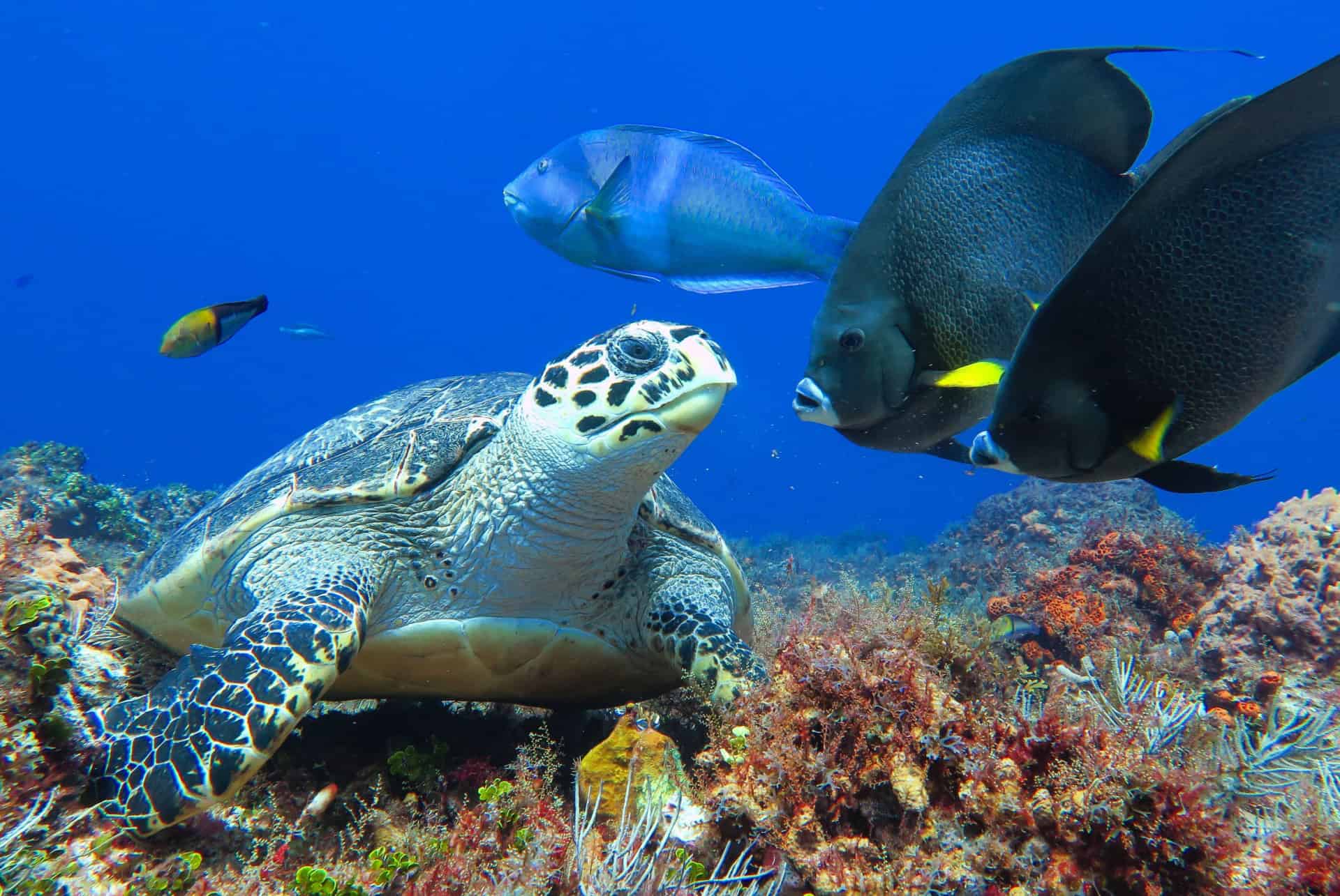 plongee sous marine cozumel mexique