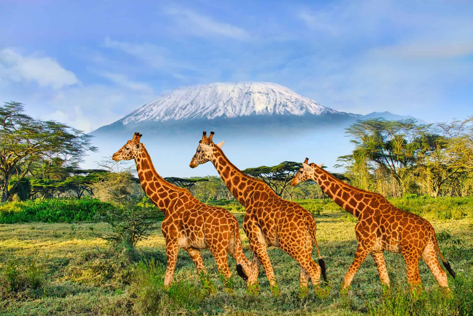 safari amboseli girafe