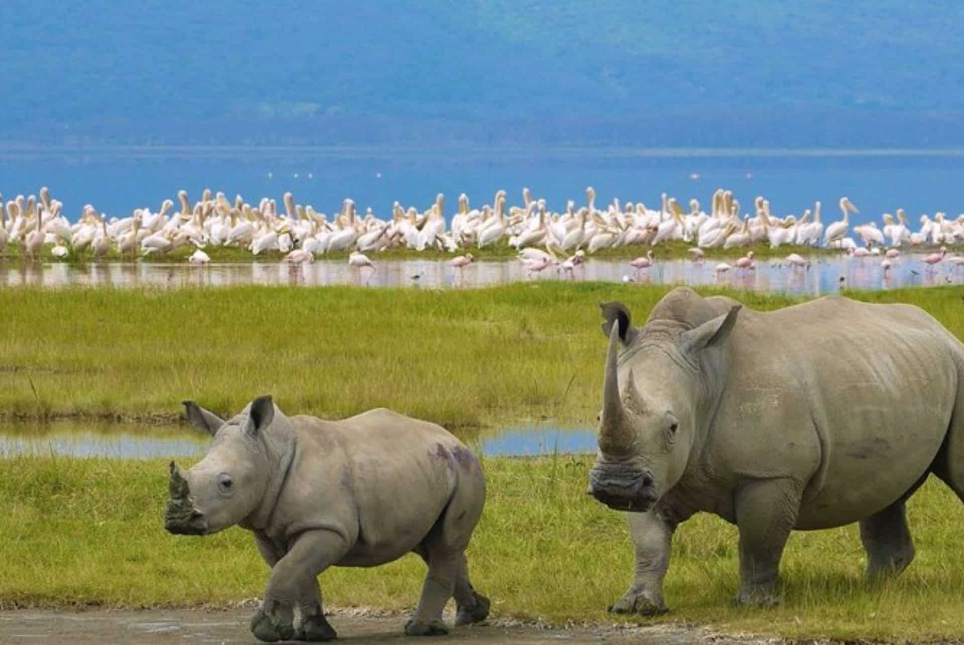 Excursion au lac Nakuru