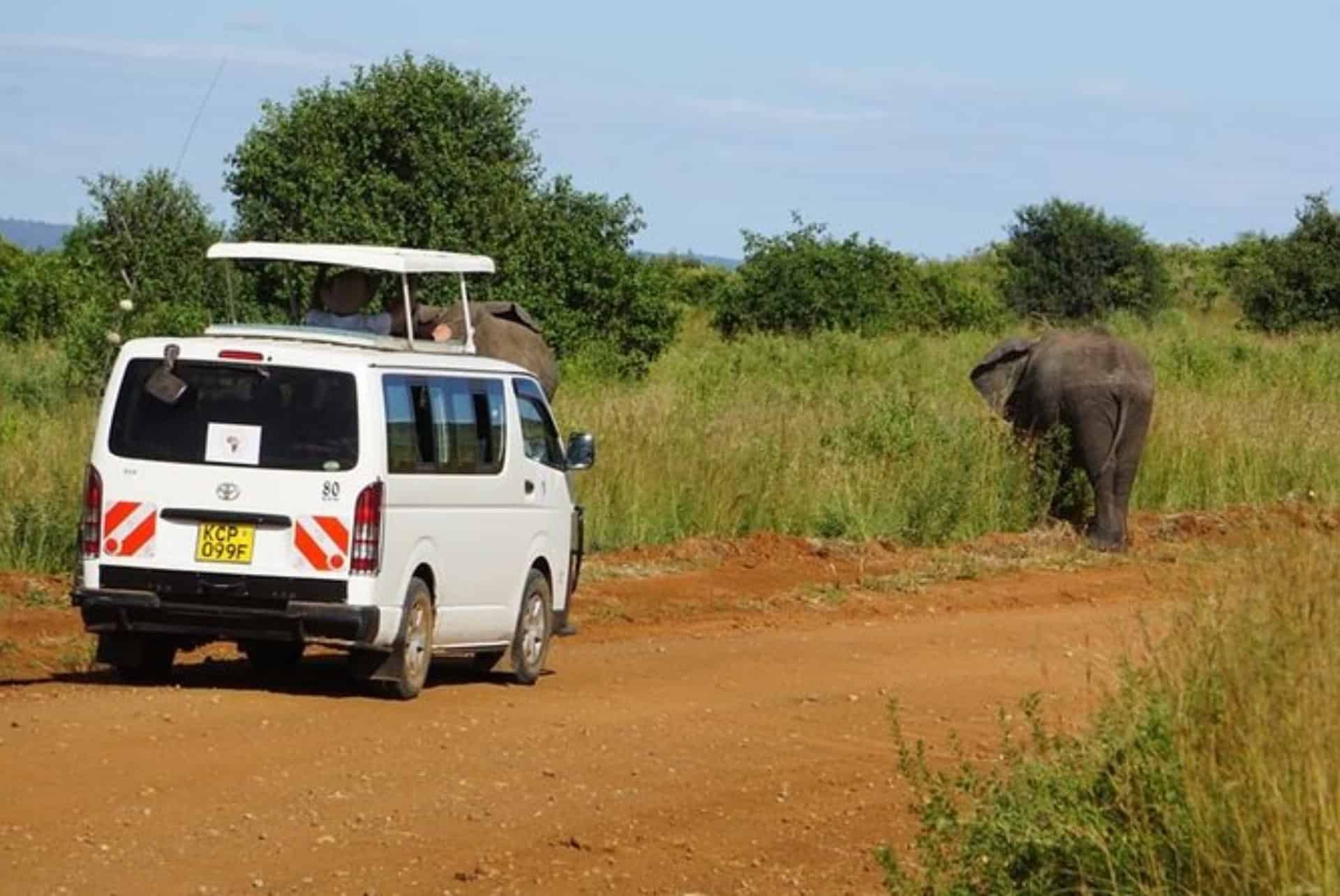 Safari dans la réserve du Masai Mara