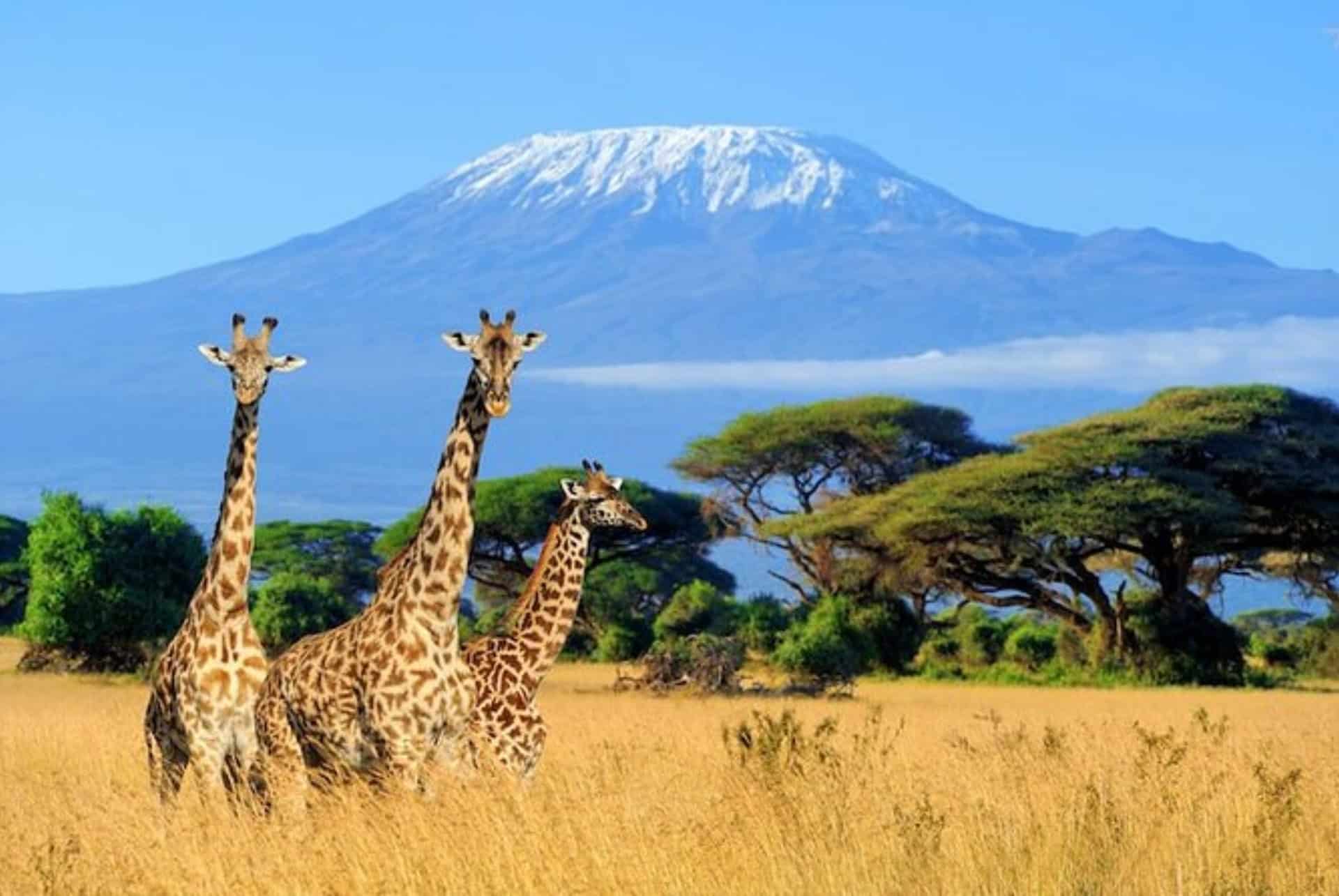Journée au parc national d'Amboseli