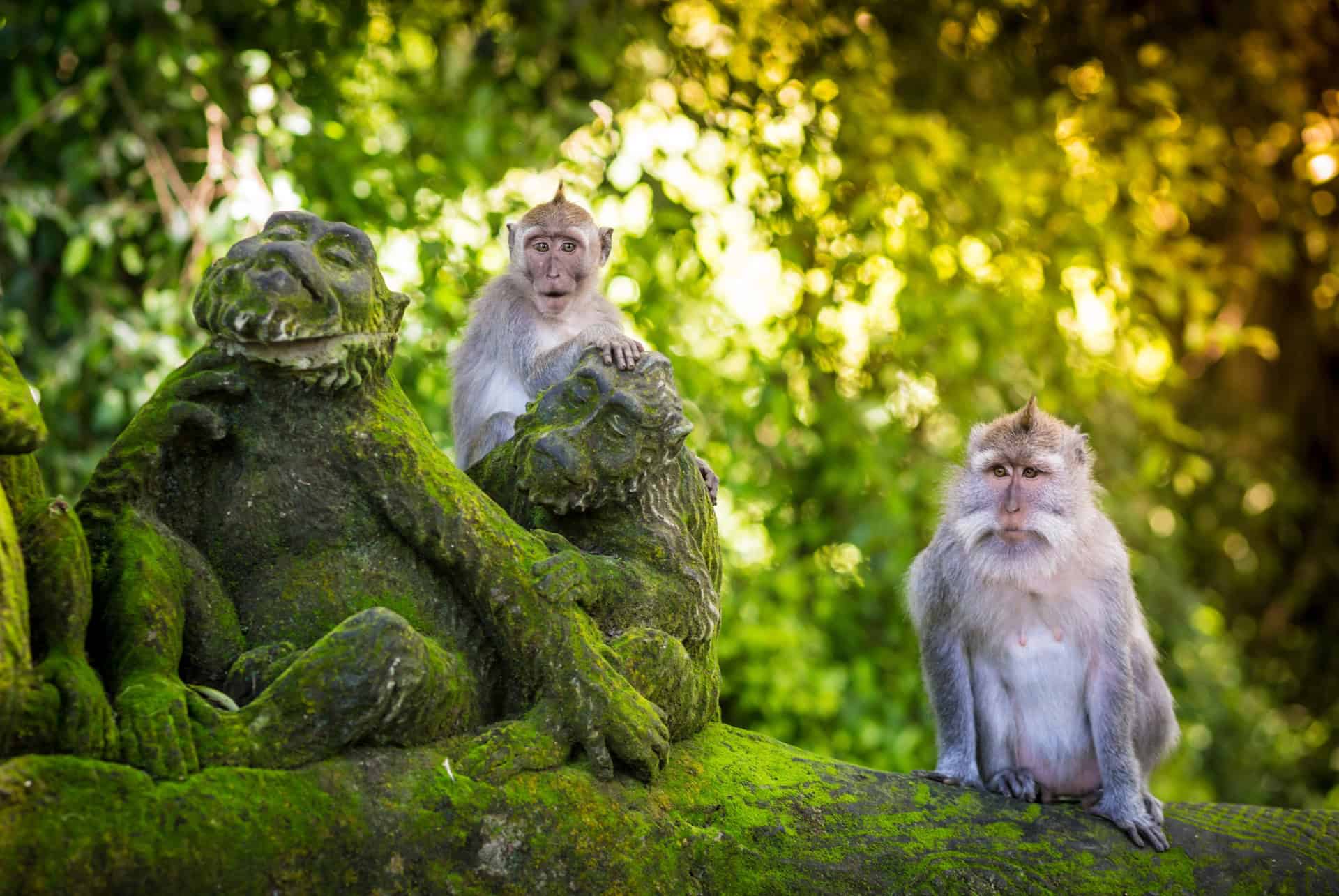 Cascade, rizières en terrasses et forêt de singes