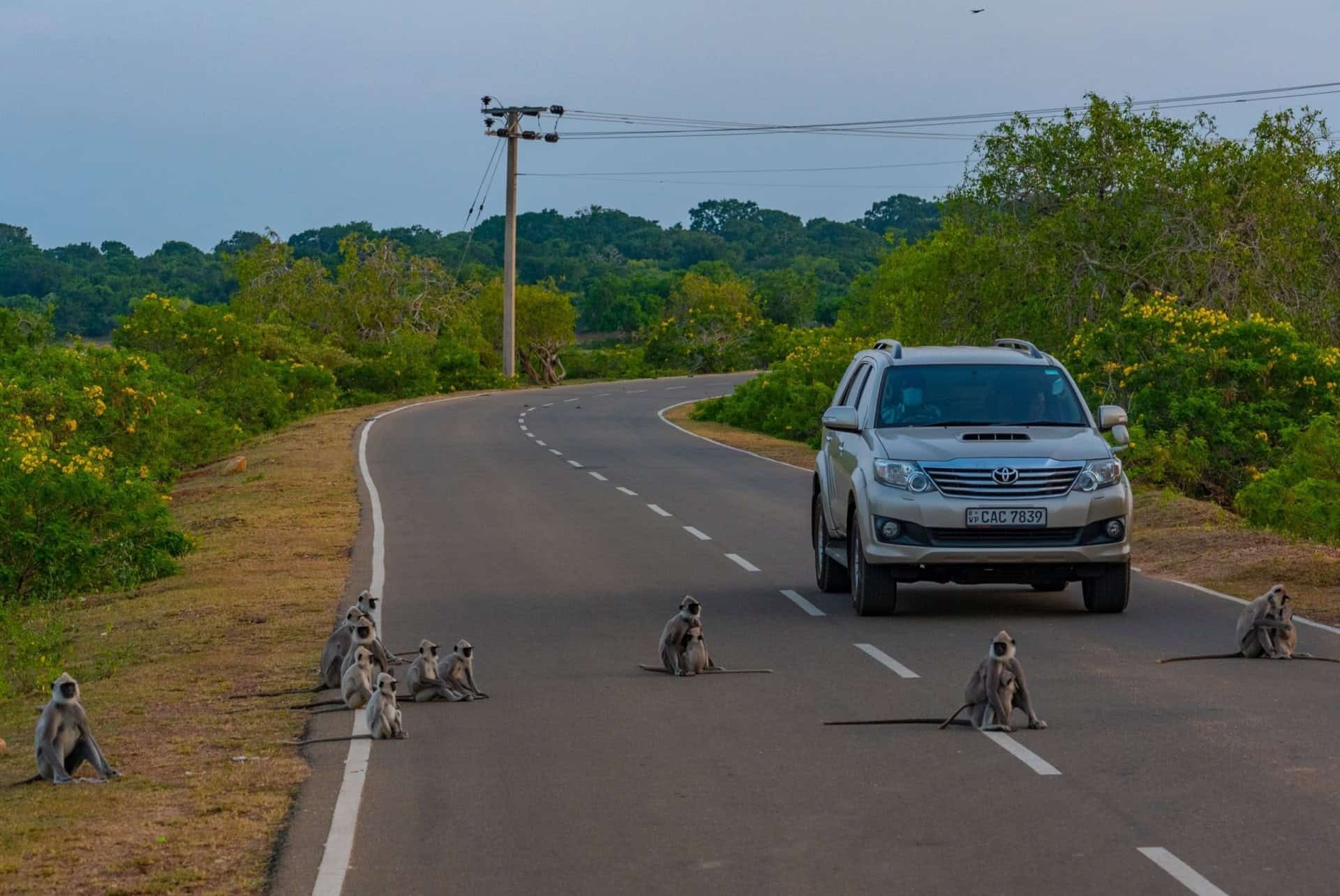 animaux parc national yala
