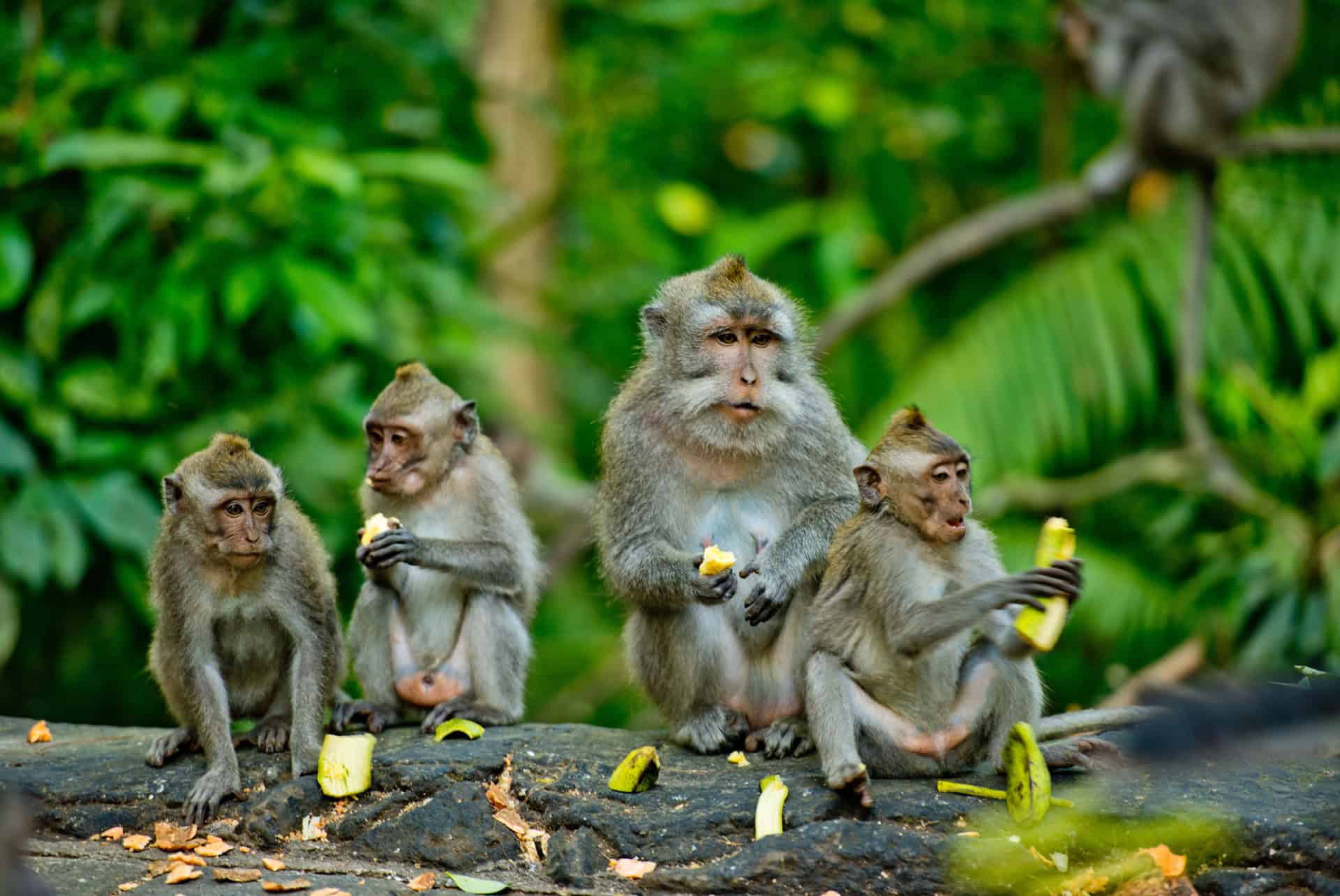 foret des singes