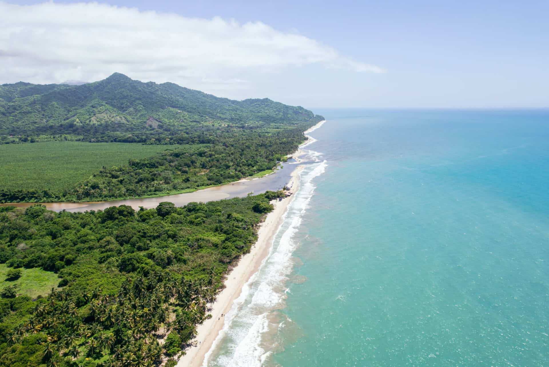 palomino colombie