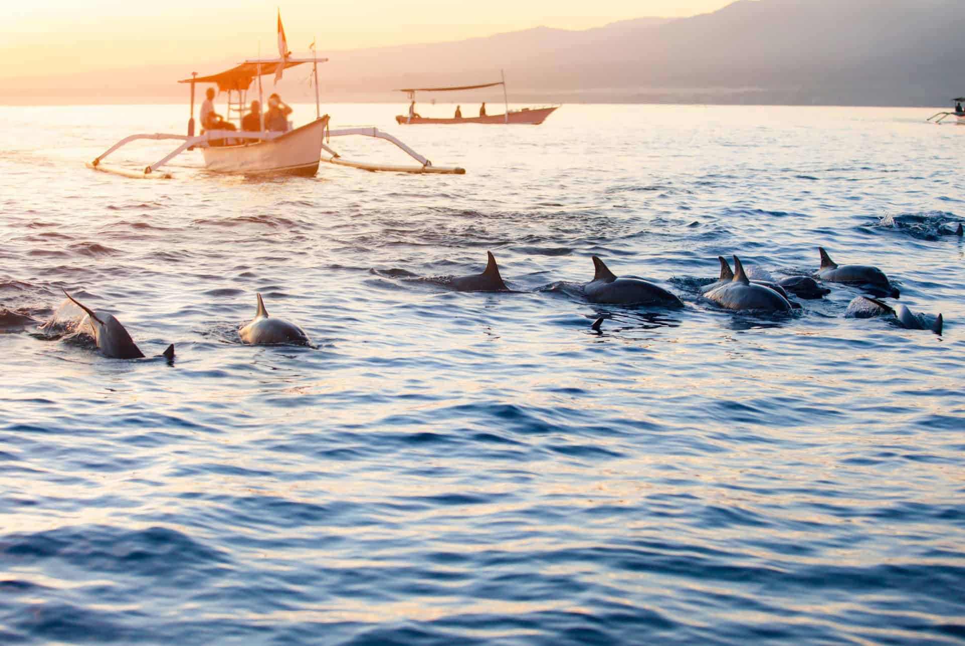 Observation des dauphins et plongée à Lovina Beach