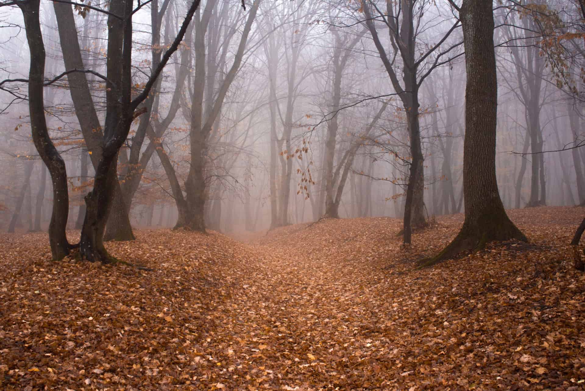 foret hoia baciu roumanie