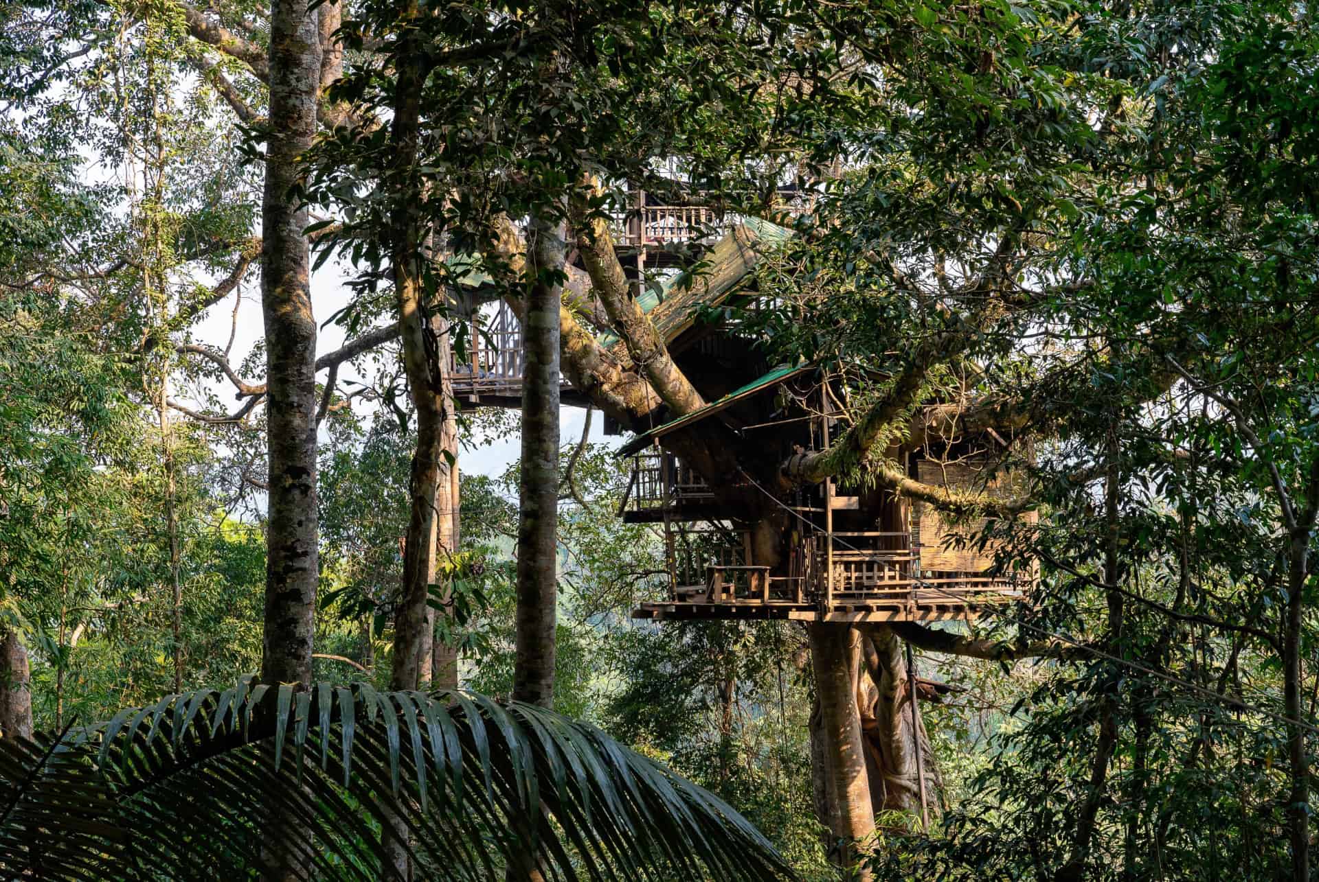 gibbon experience laos