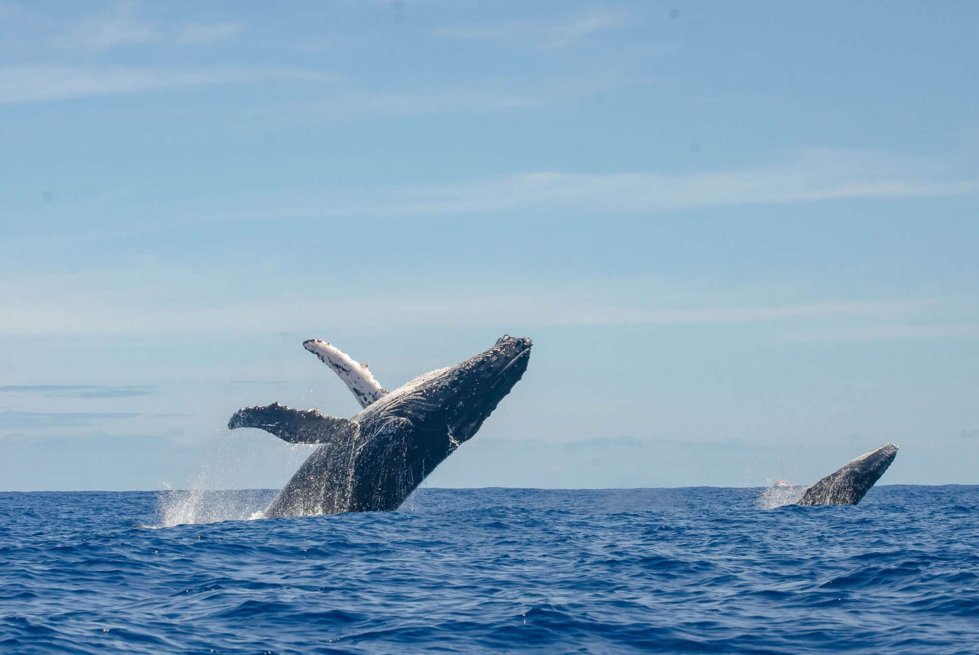 que faire à la réunion observation de baleines