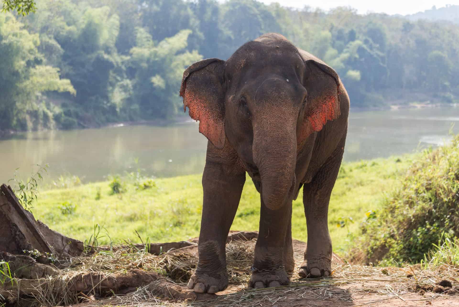 sanctuaire des éléphants