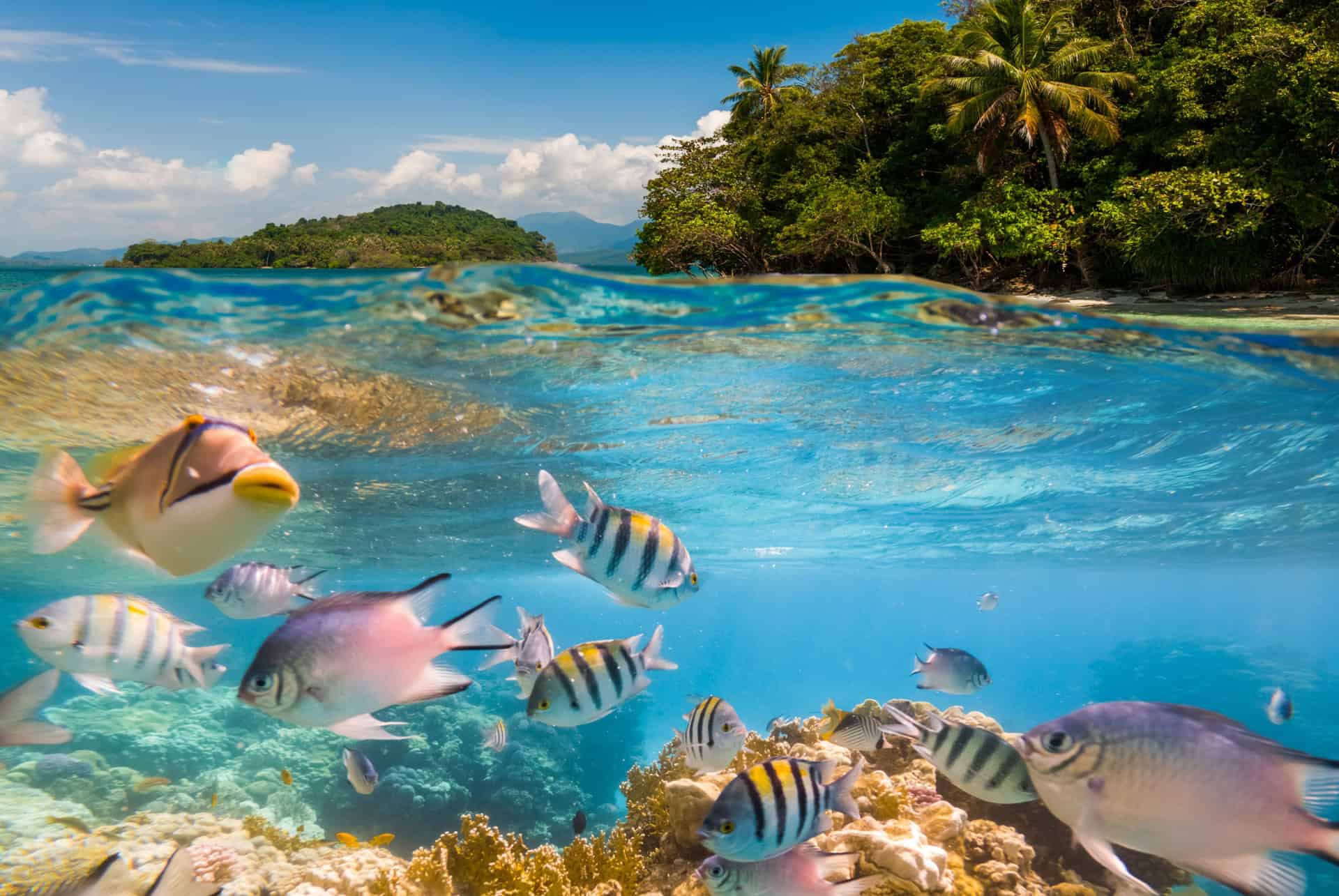 plongee sous marine