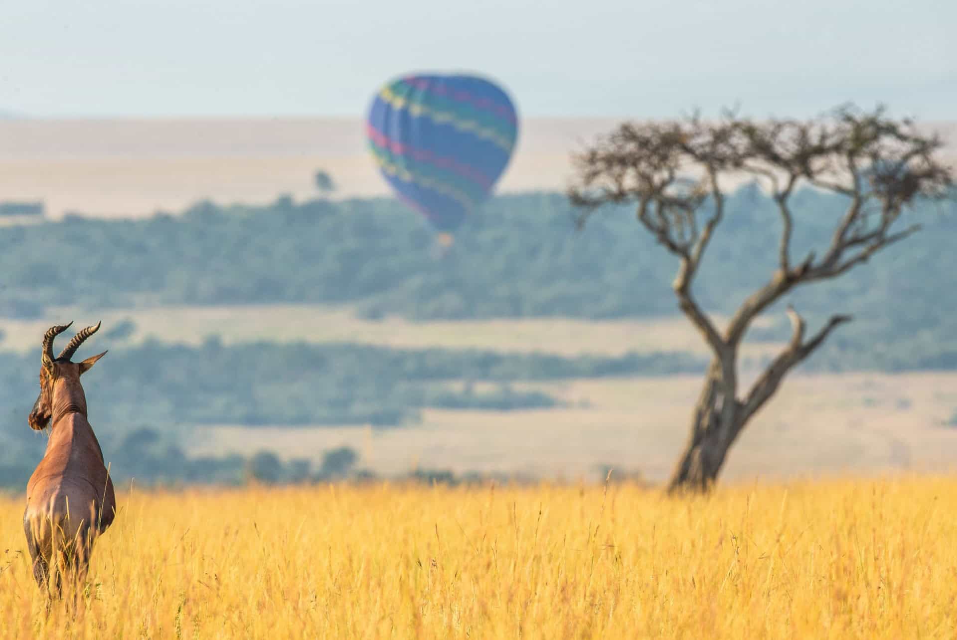 Safari en montgolfière à l'aube dans le Parc national du Serengeti