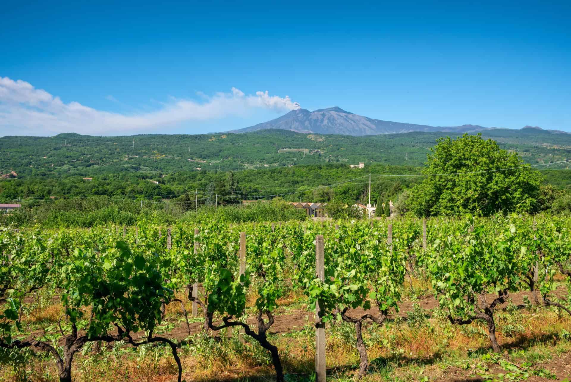 Visite des vignes et villages autour de l'Etna