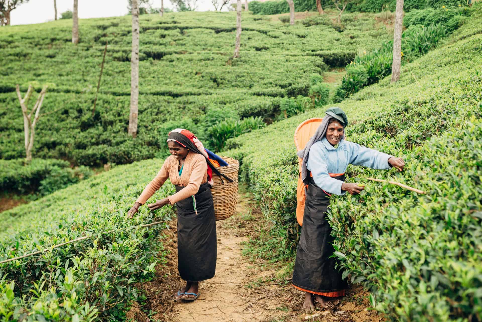 nuwara eliya plantation the sri lanka
