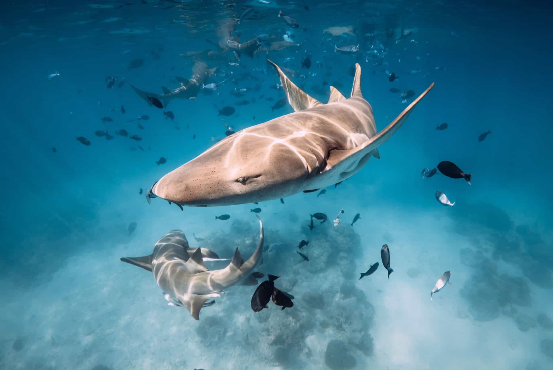 Nage avec les requins à Maafushi