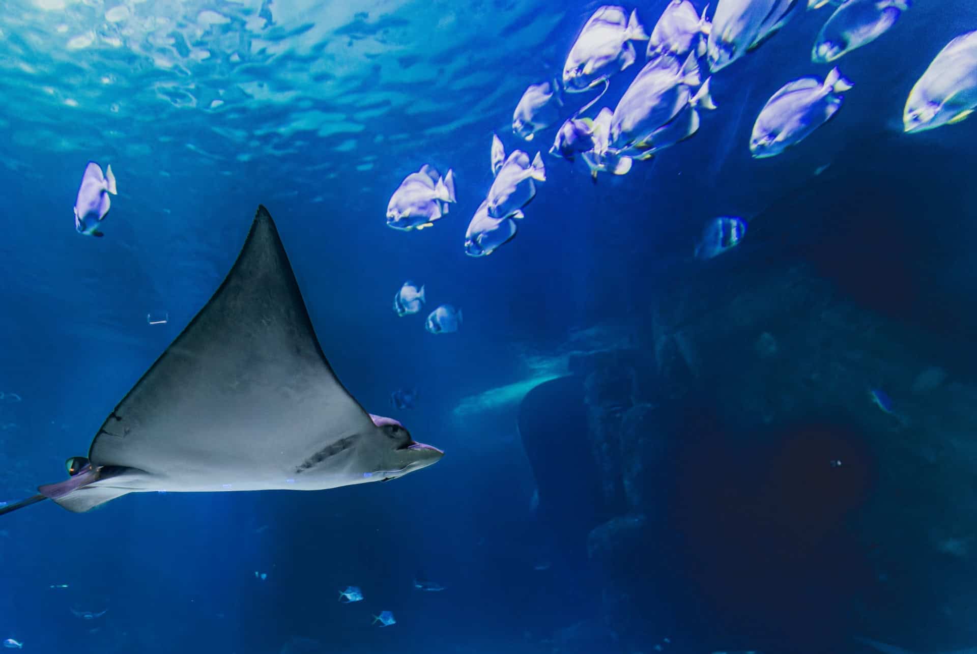 aquarium nausicaa