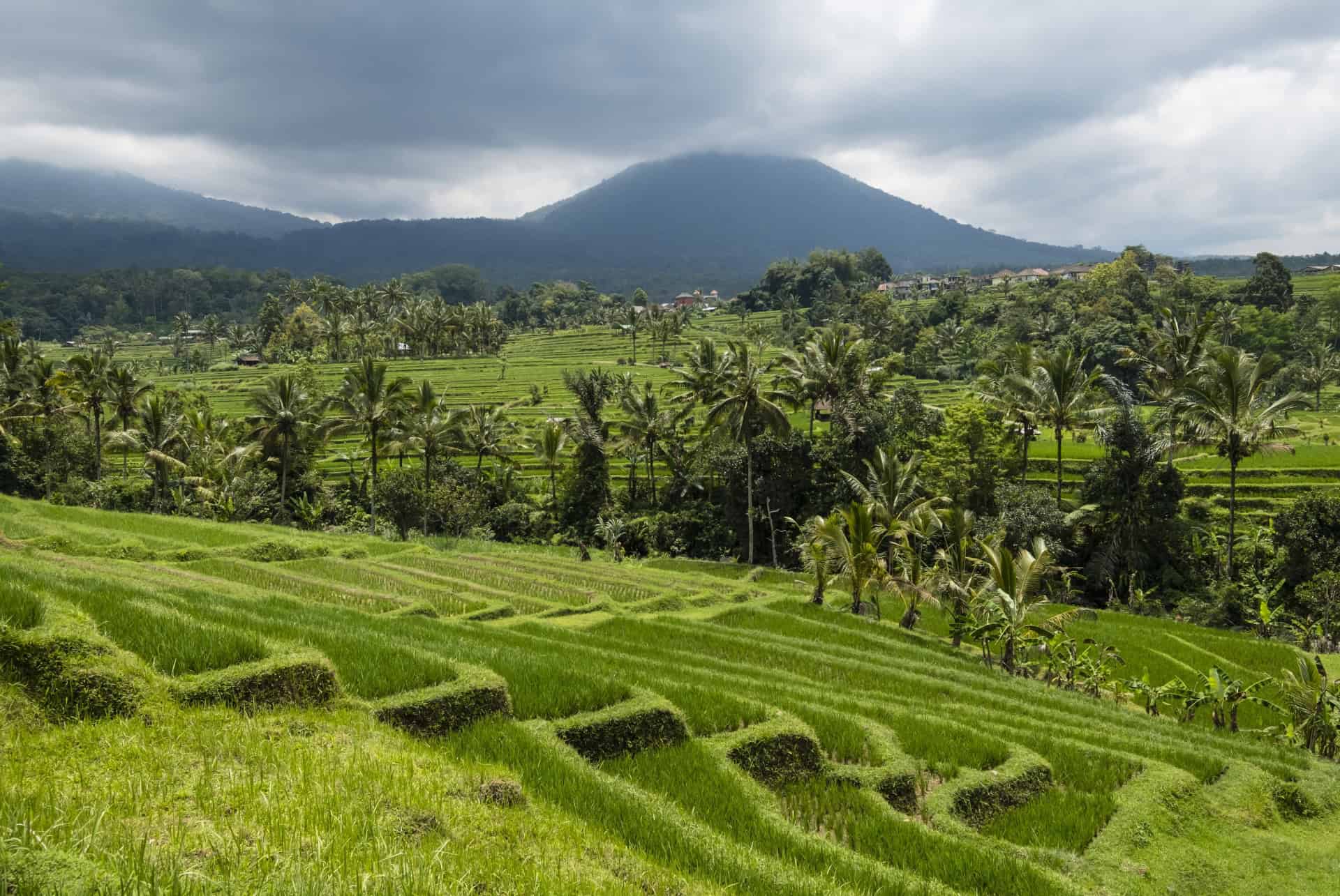 batukaru volcans bali