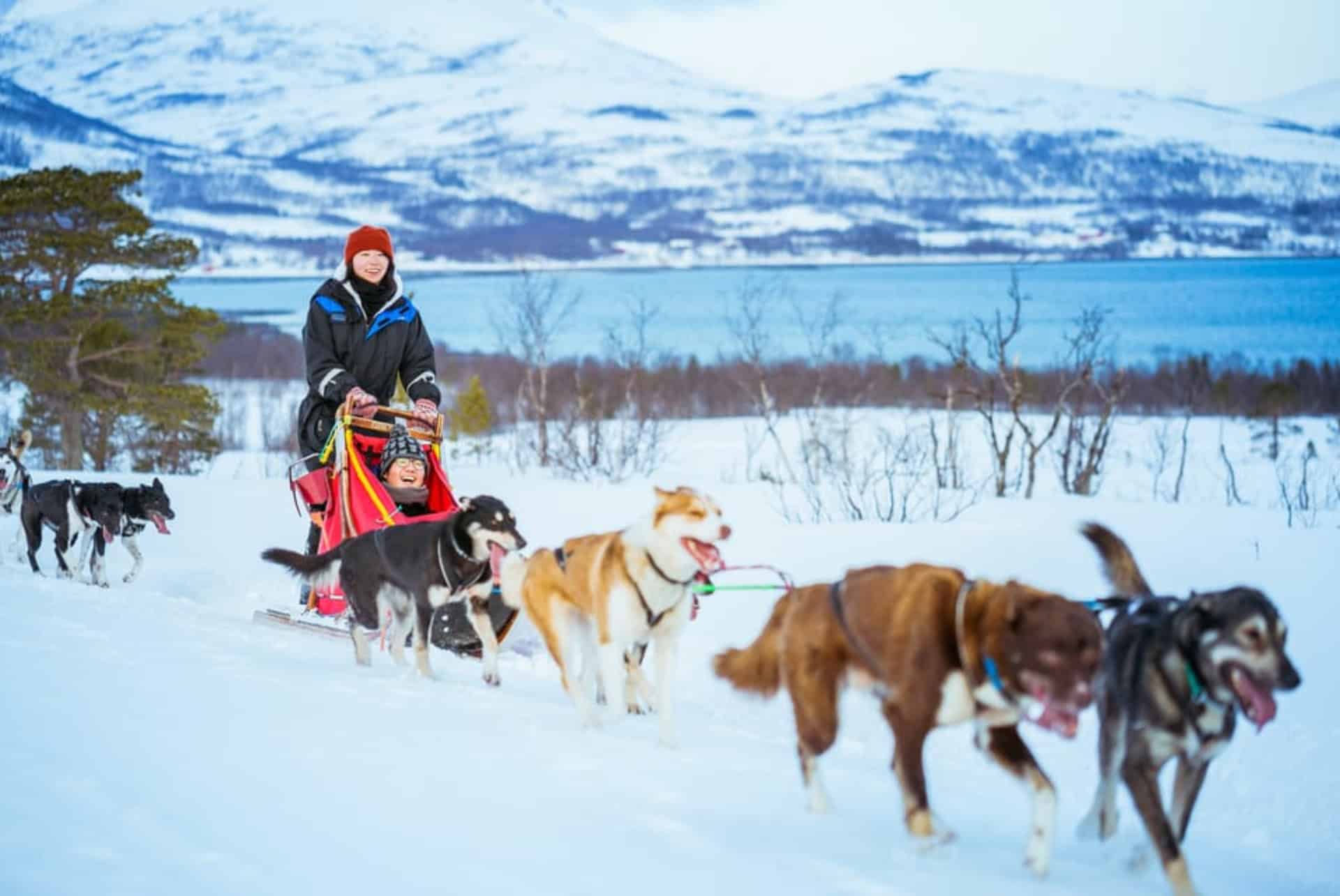 Excursion en traîneau à Huskies avec déjeuner traditionnel