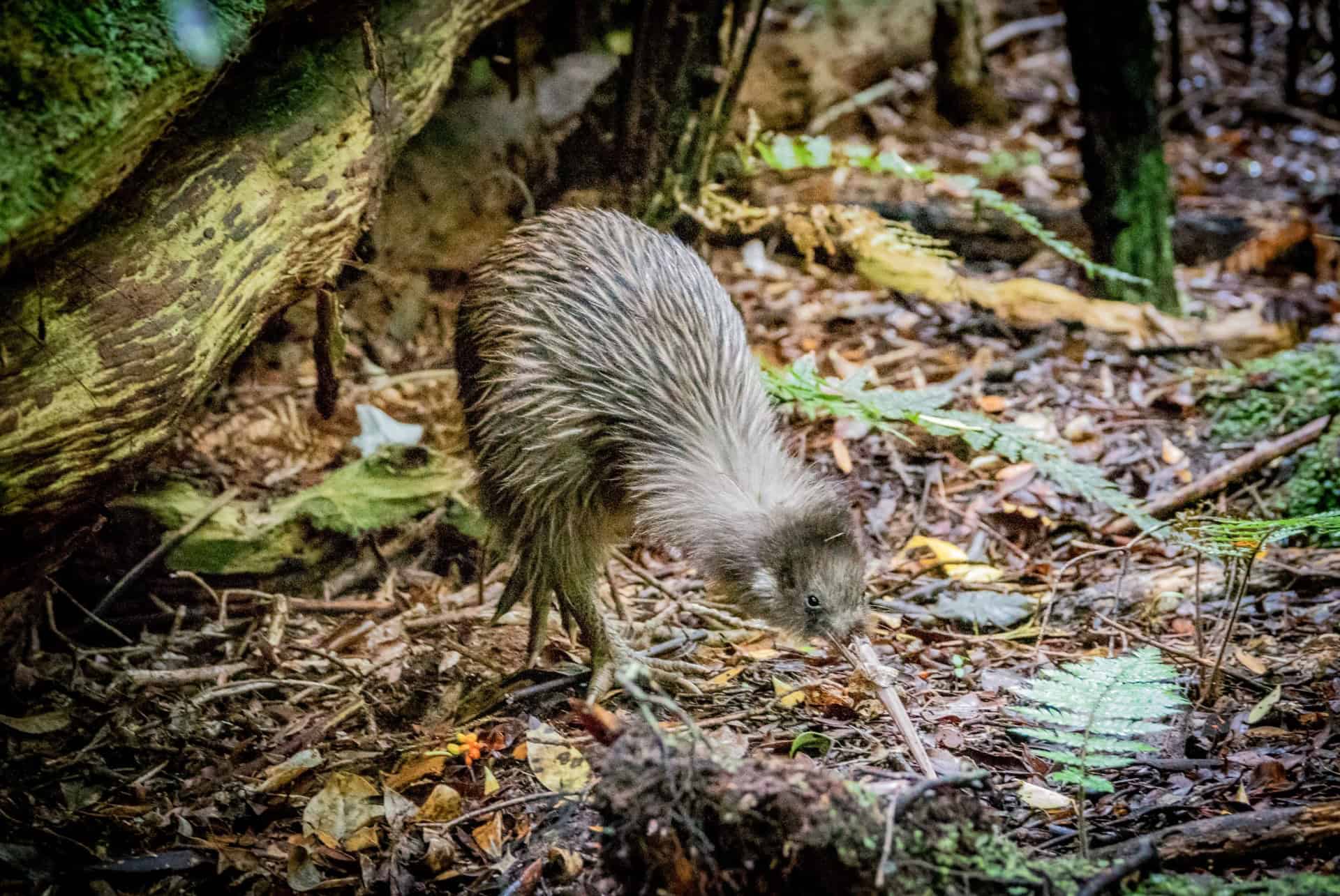kiwi nouvelle zelande