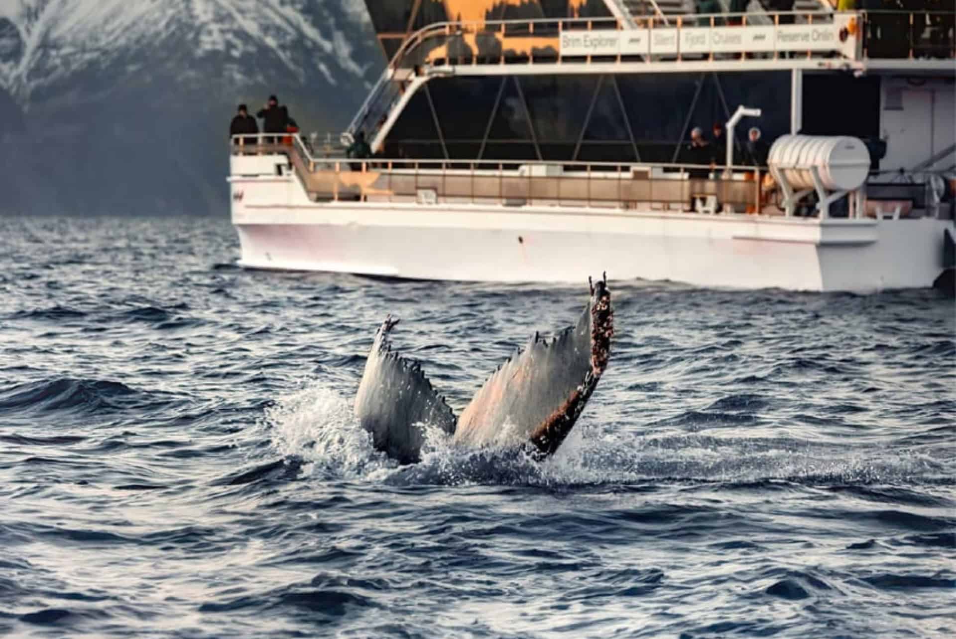 Observation des baleines en catamaran