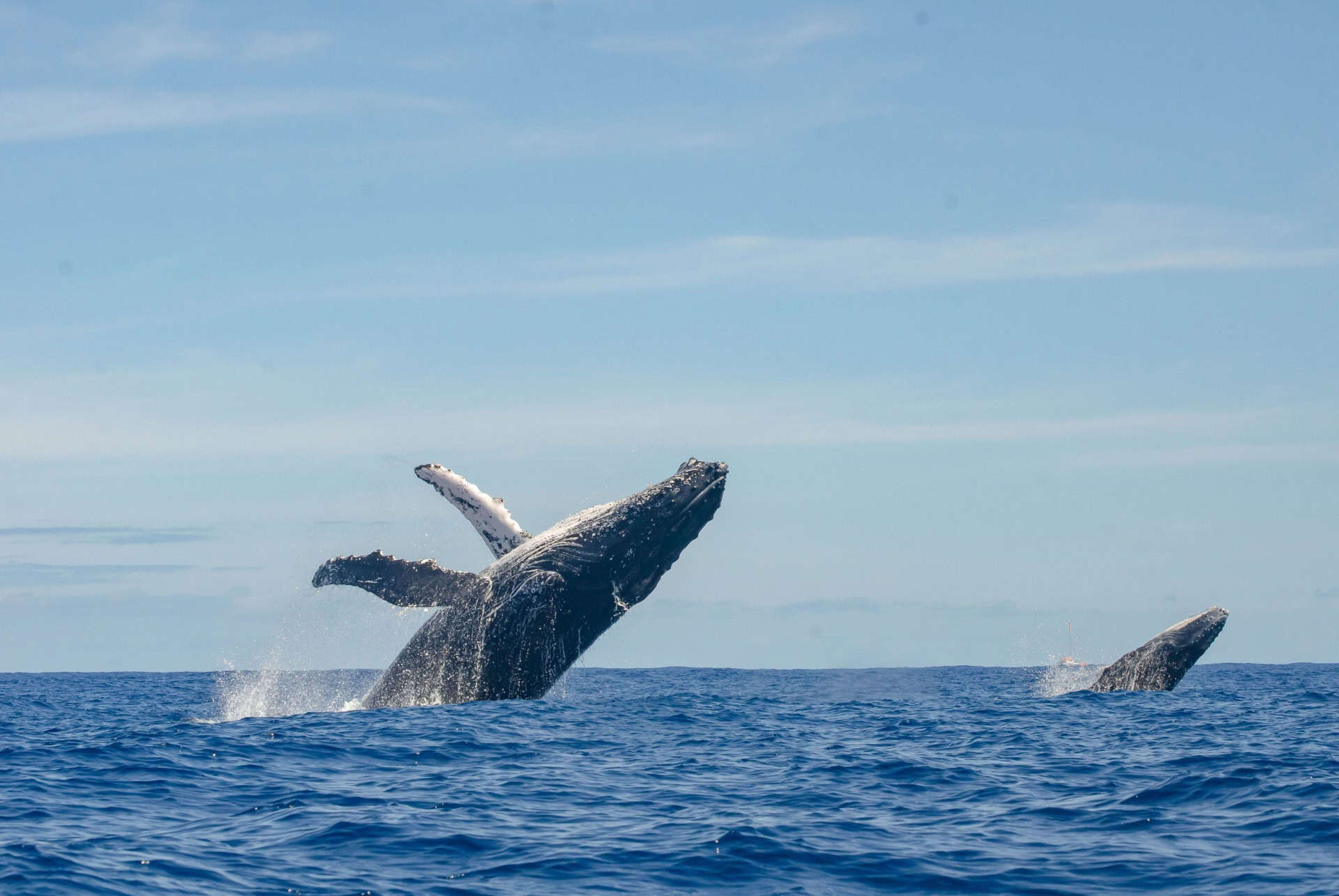 baleine a bosse