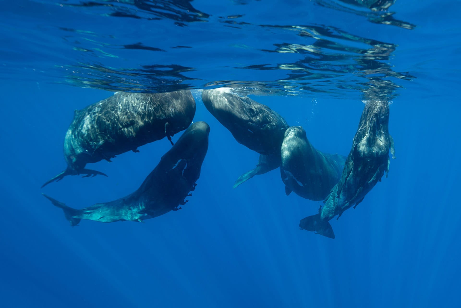 baleines ile maurice