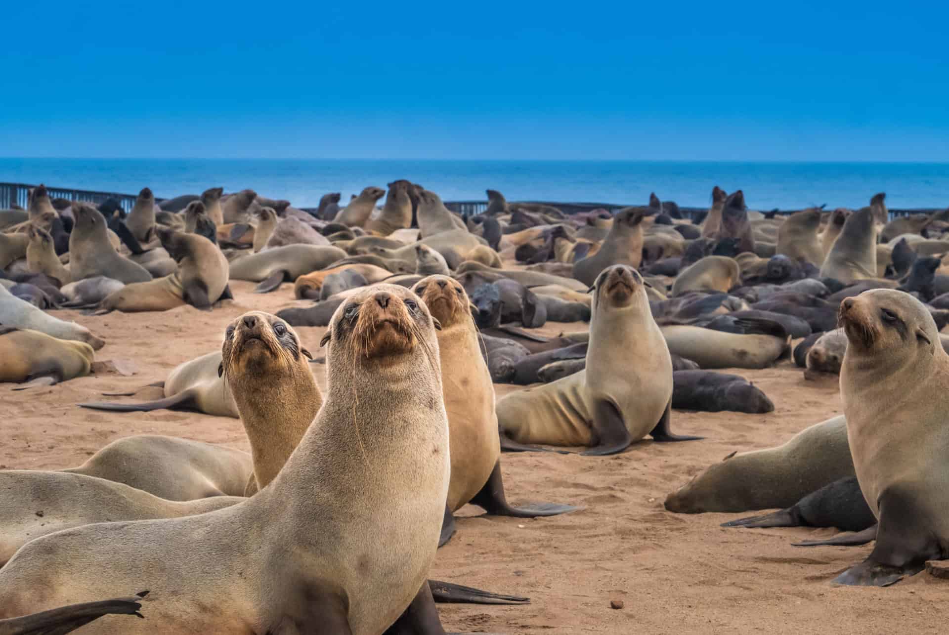 cape cross namibie