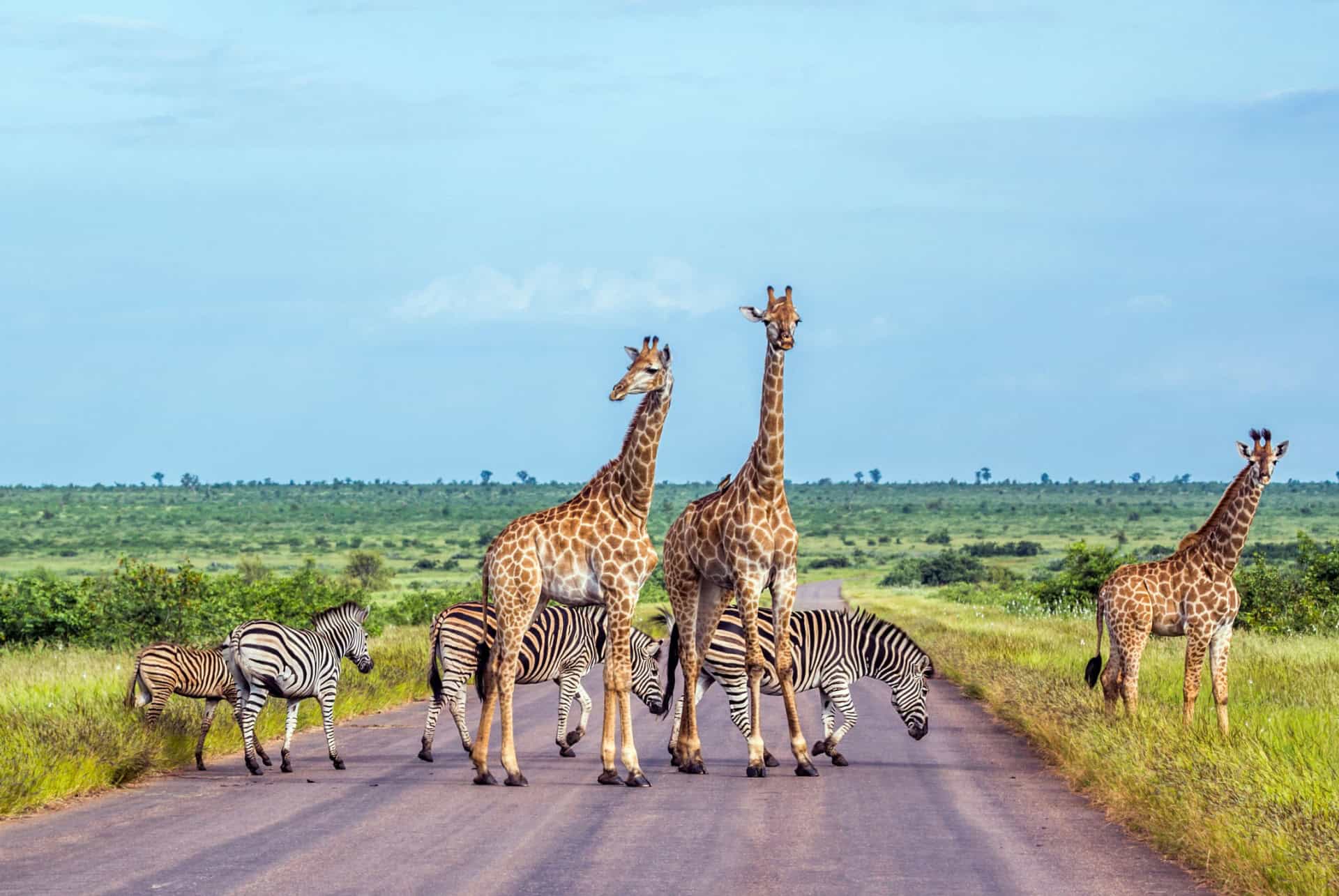 faire un safari en namibie