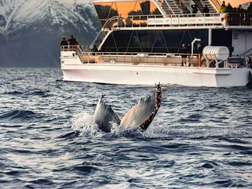 Observation des baleines en bateau hybride-électrique