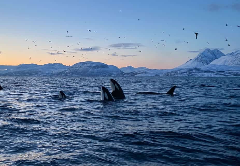 Observation des baleines et des orques en bateau semi-rigide