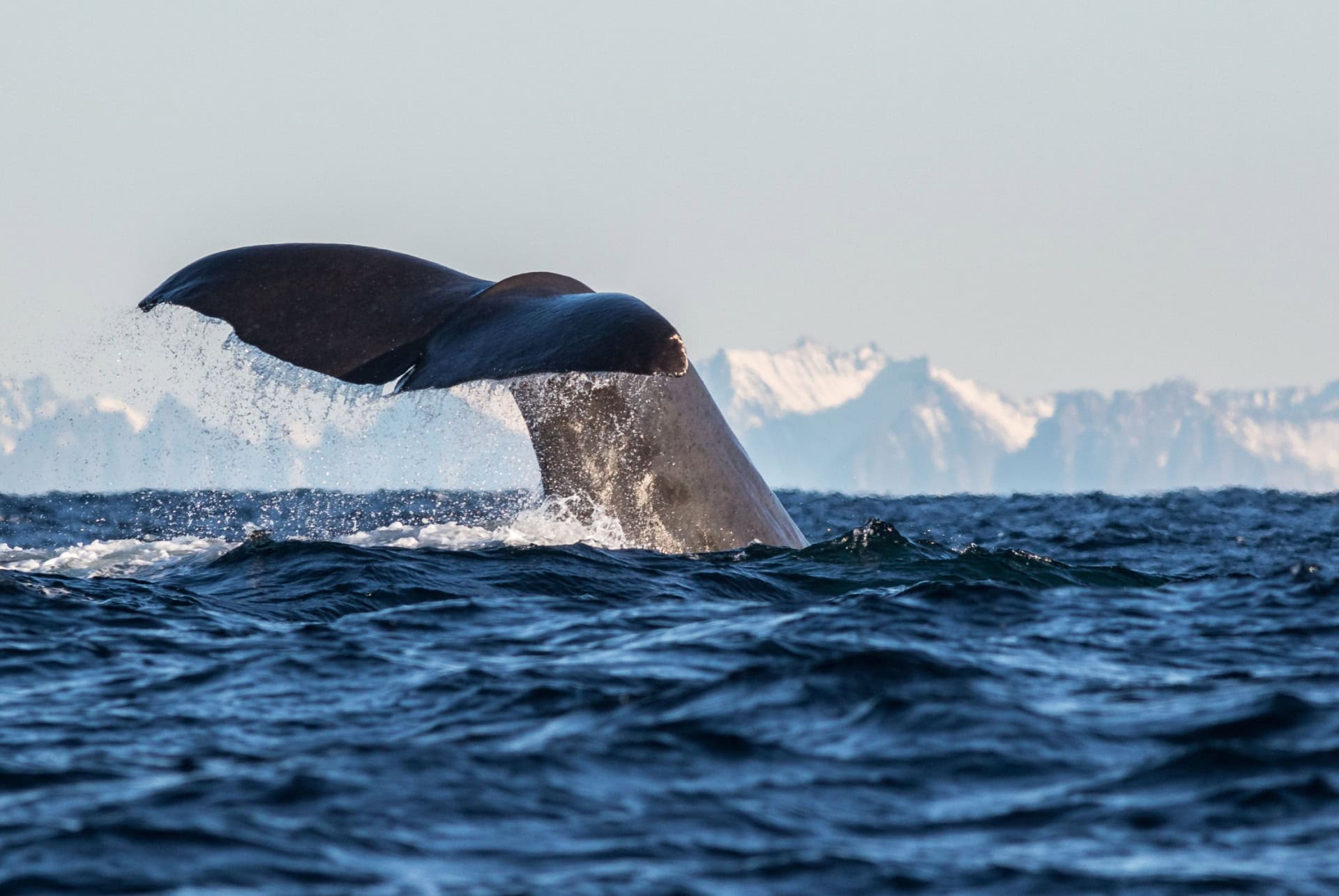 ou observer des baleines en norvege