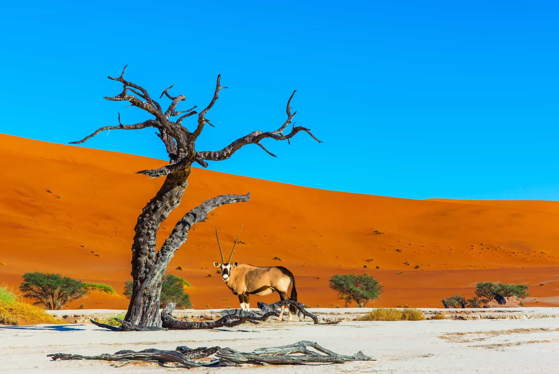 Safari dans le Parc Namib Naukluft