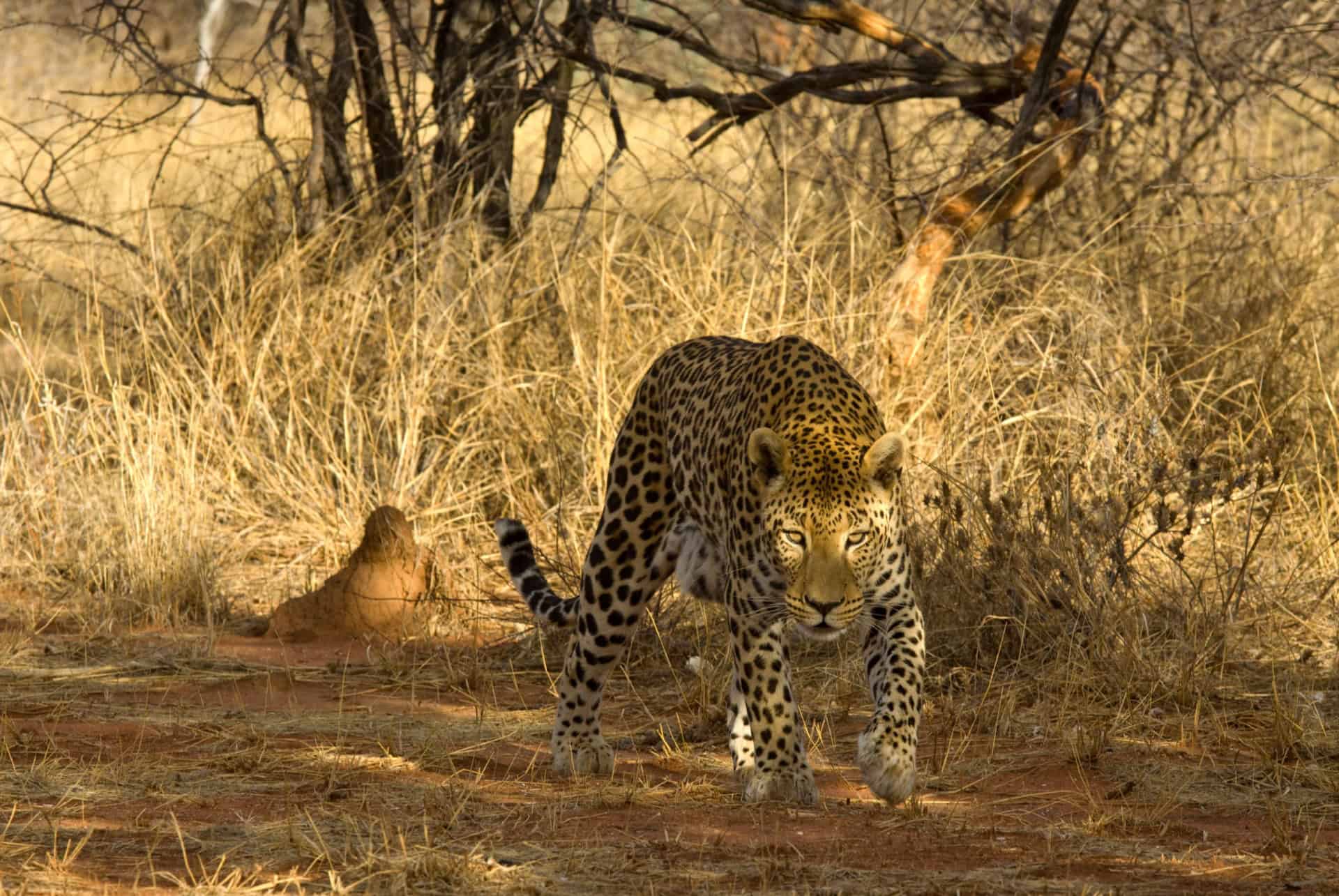 parc okonjima