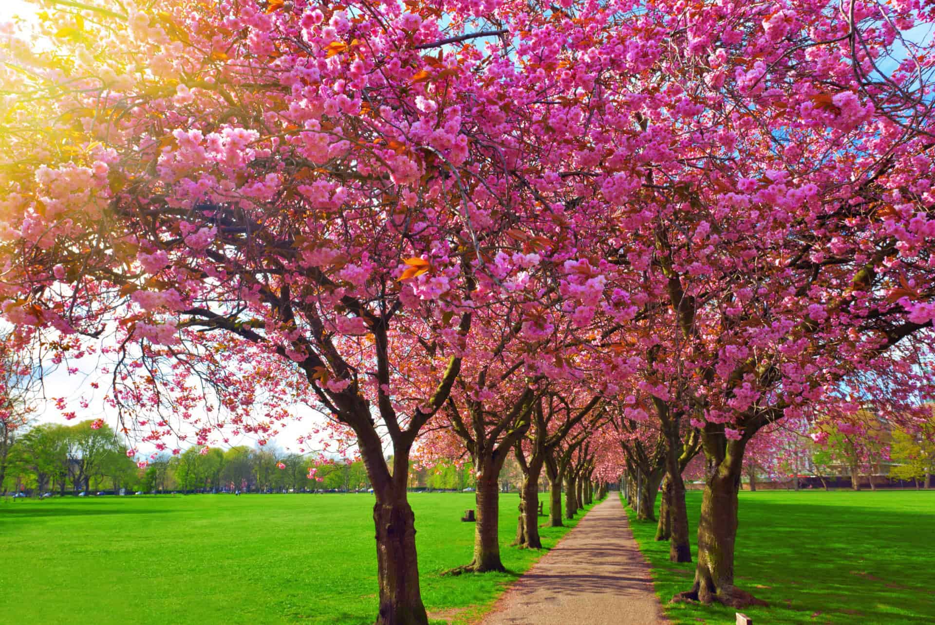 the meadows
