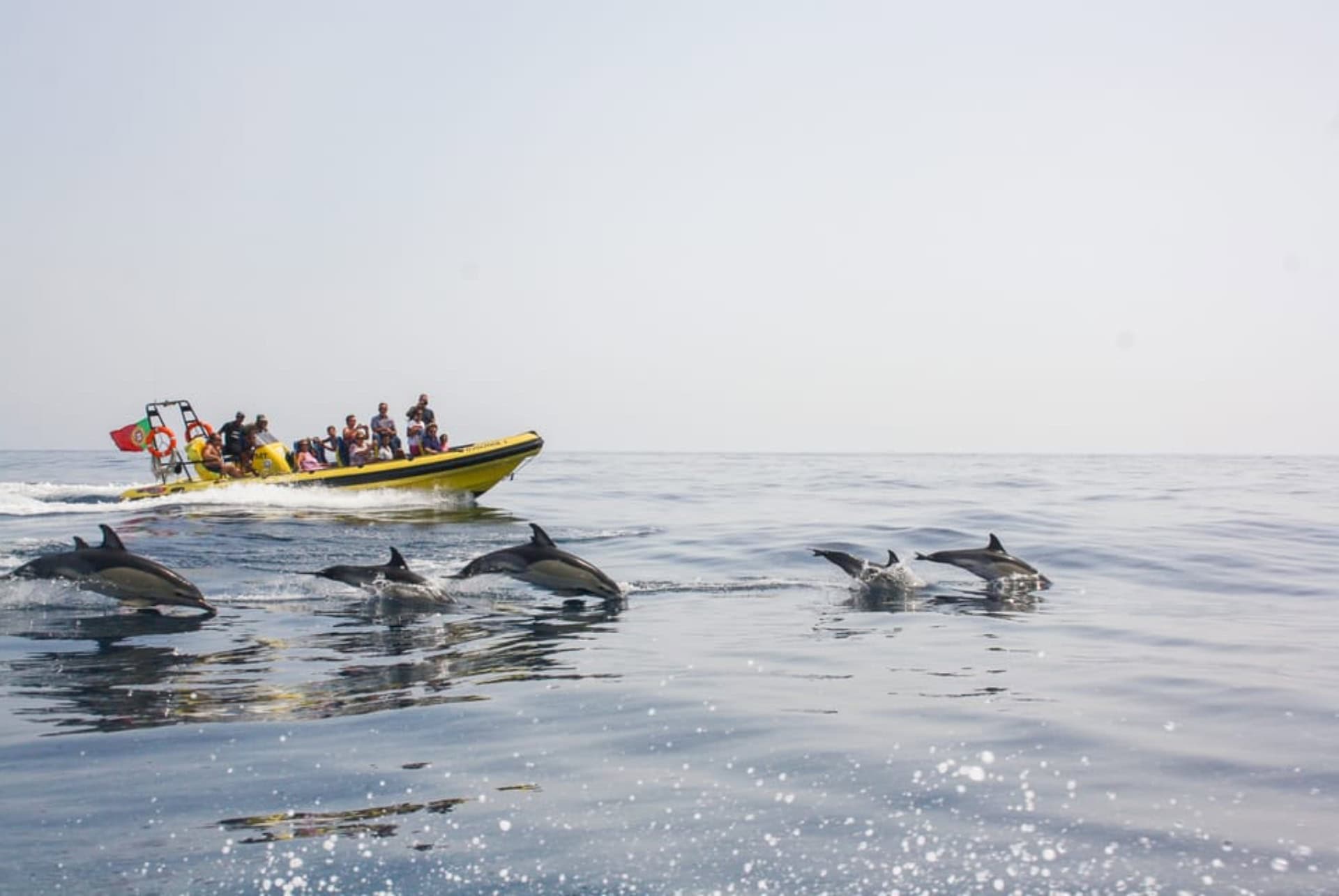 Visite en hors-bord des grottes et observation des dauphins